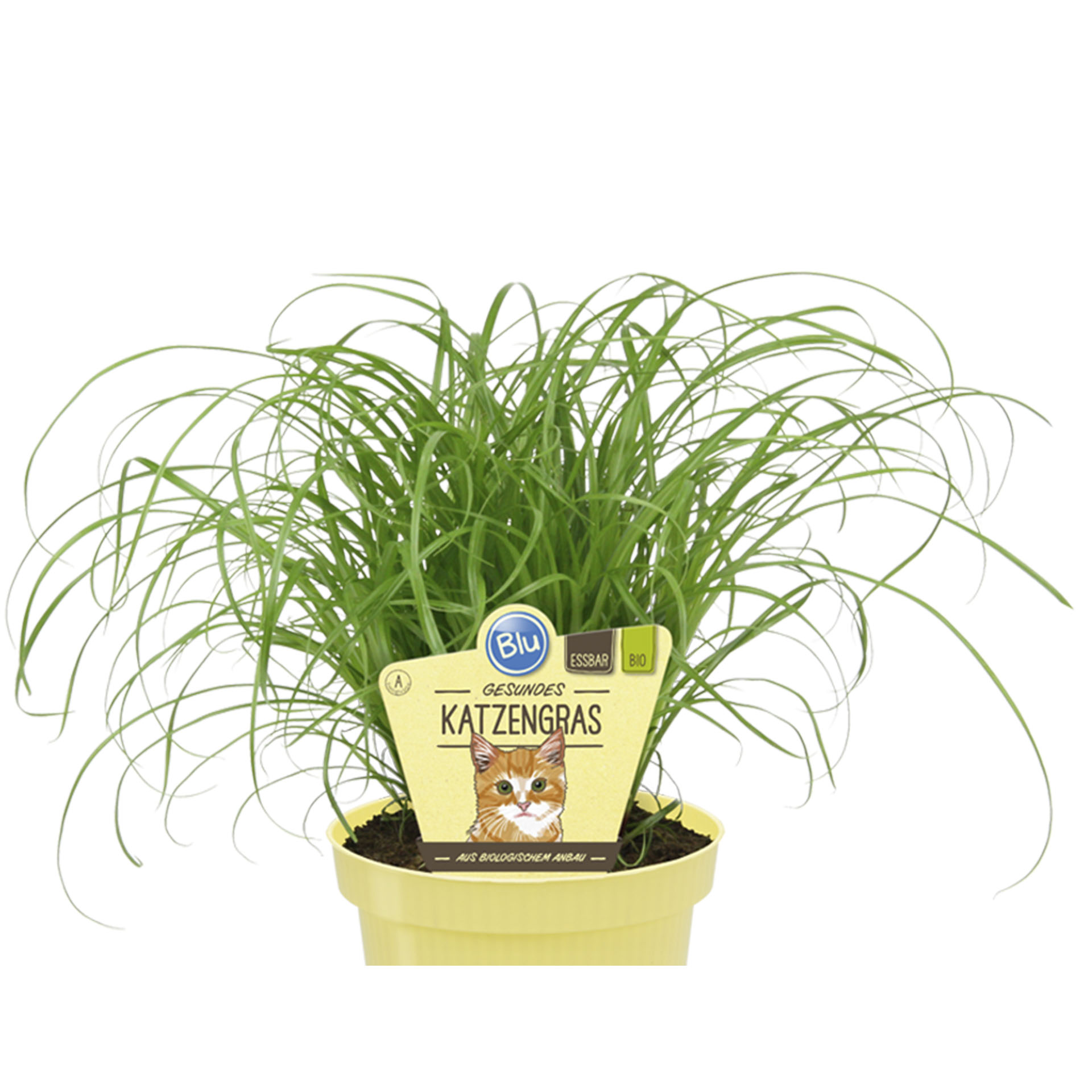 Pflanztopf mit Katzengras und Pflanzenstecker