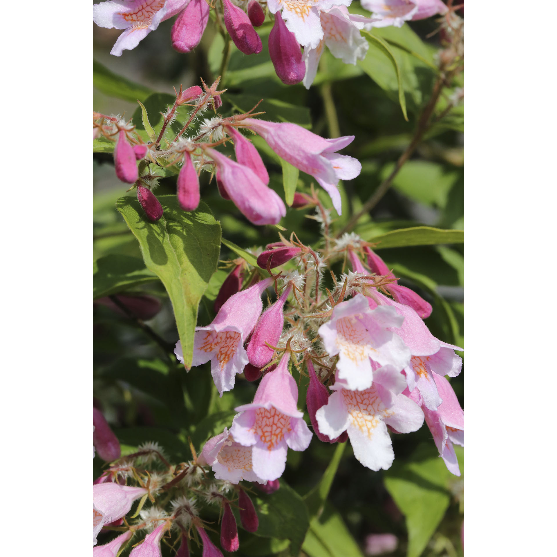Dolden mit hellrosa Blüten des Perlmuttstrauchs Pink Cloud