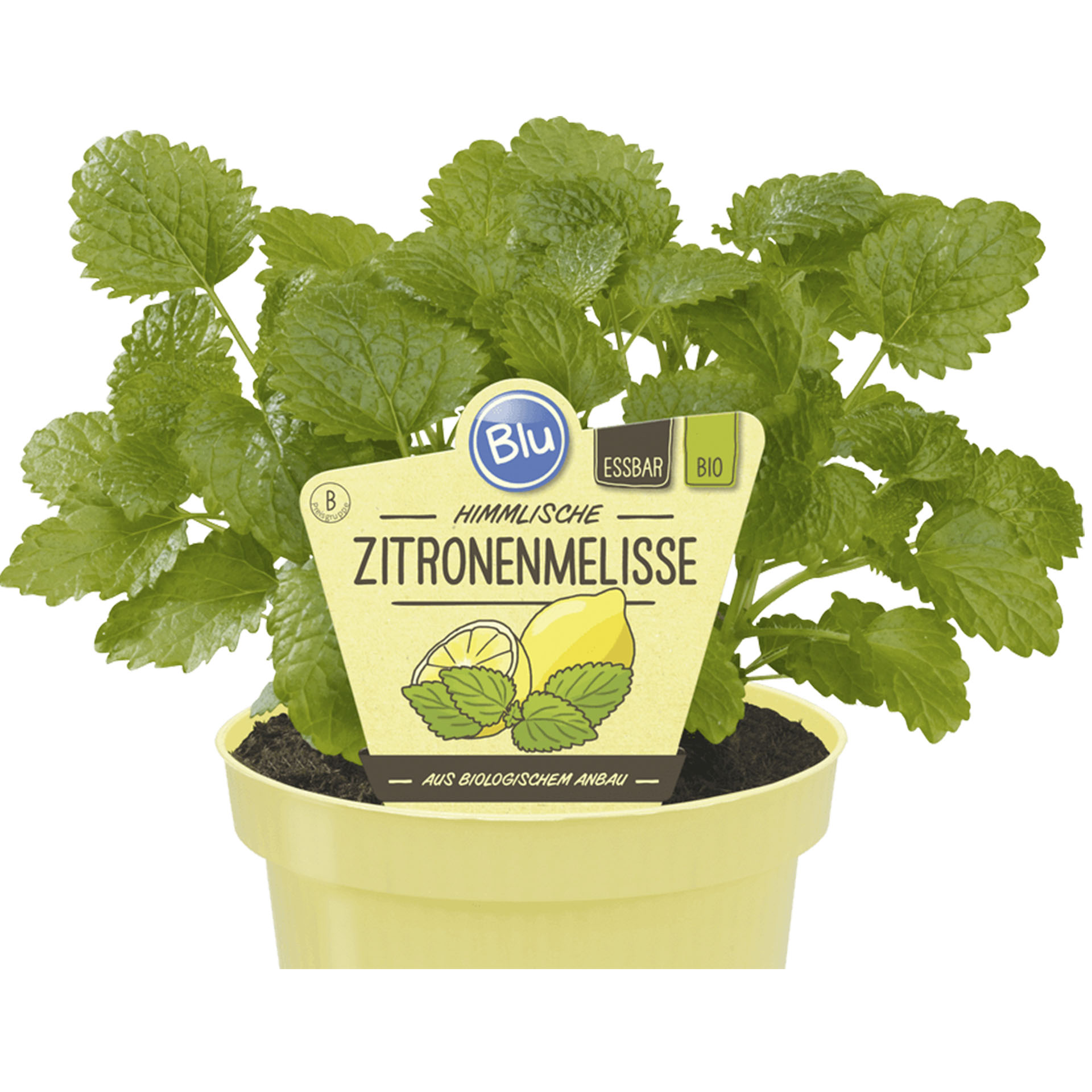 Pflanztopf mit BIO Zitronenmelisse und Pflanzstecker