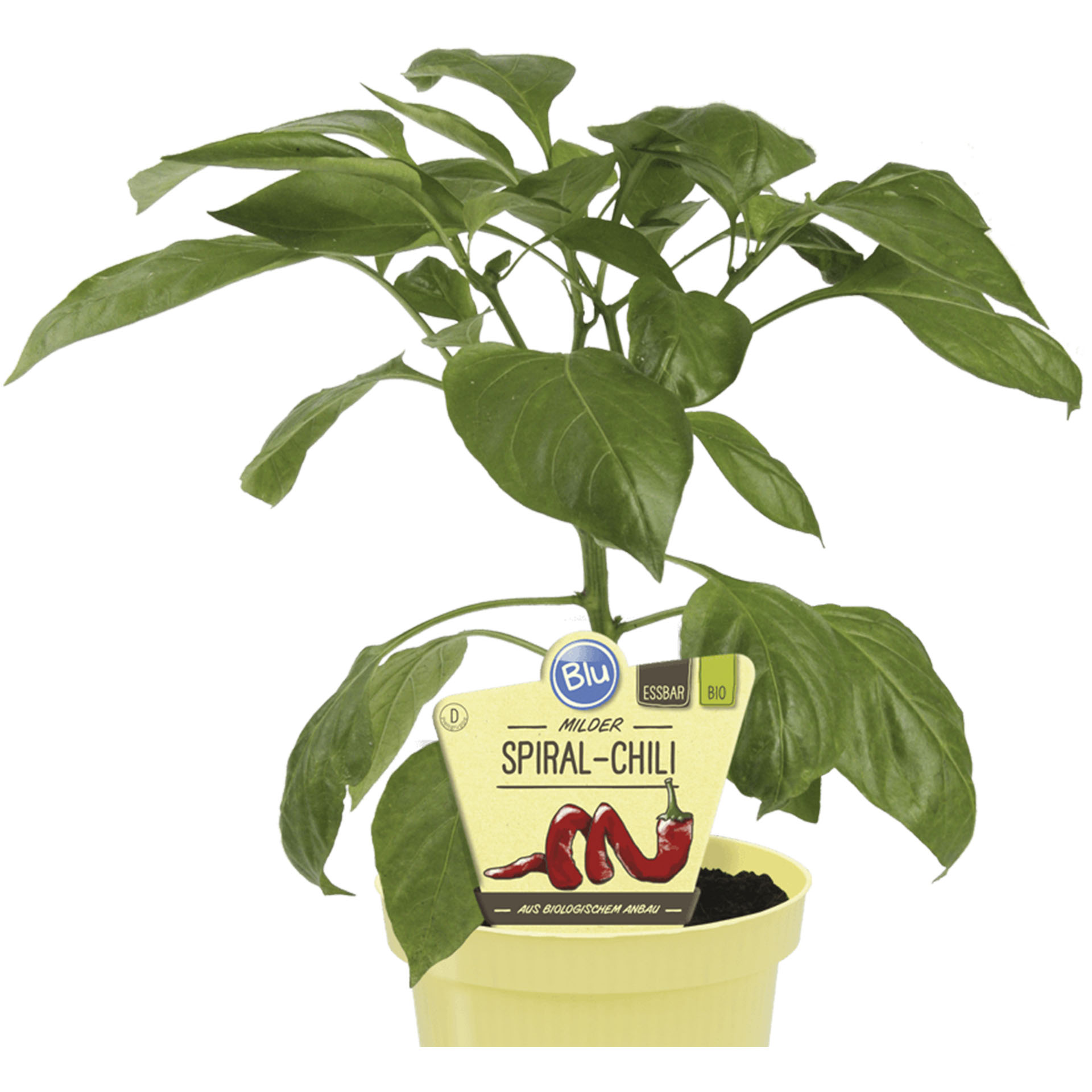 BIO Spiral-Chili - Capsicum Annuum, 12cm Topf