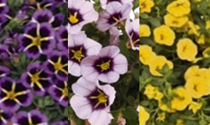Zauberglöckchen - Calibrachoa-Hybride Trio 'Lila Laune', 13cm Topf