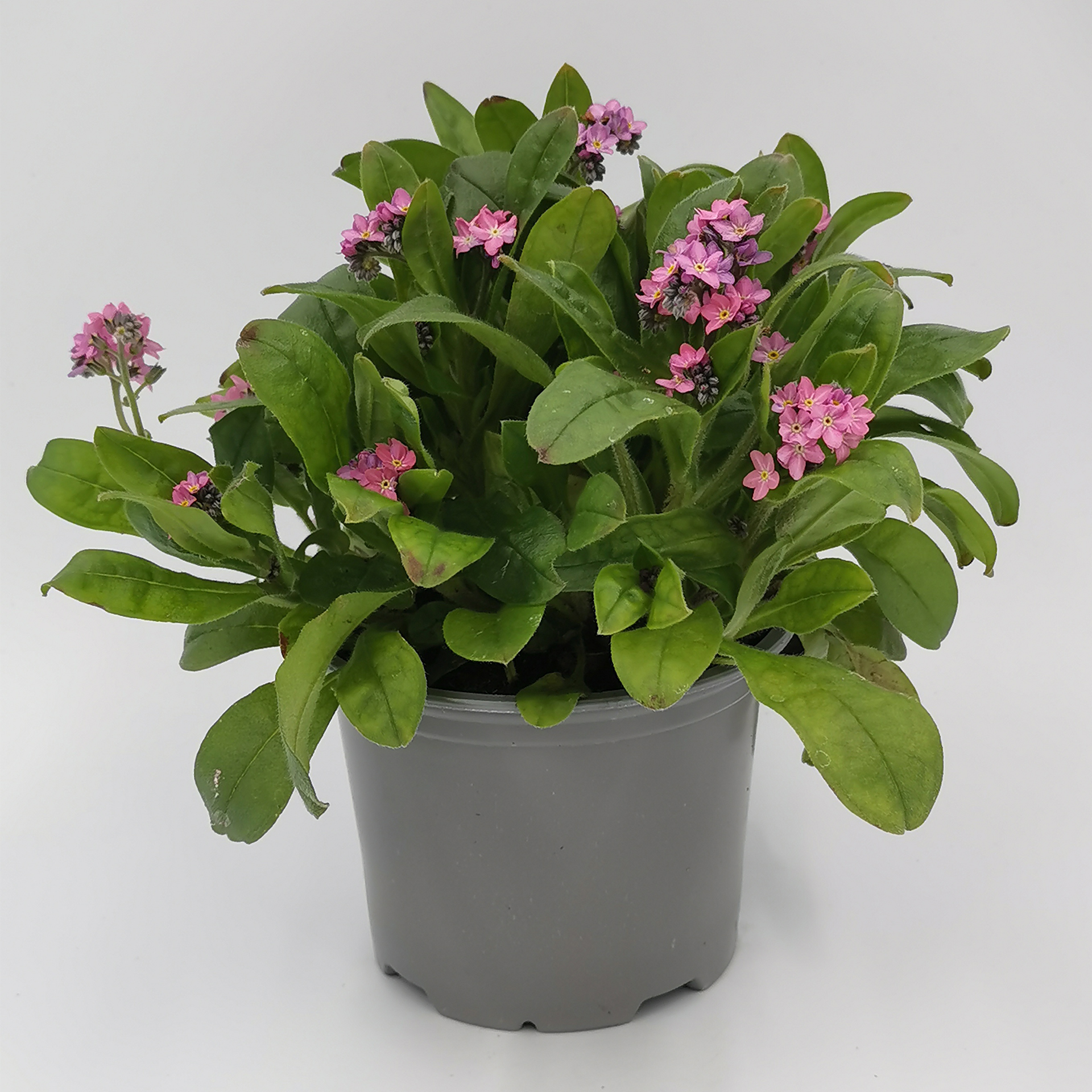 Vergissmeinnicht Myosotis - Myosotis sylvatica rosa, 11cm Topf