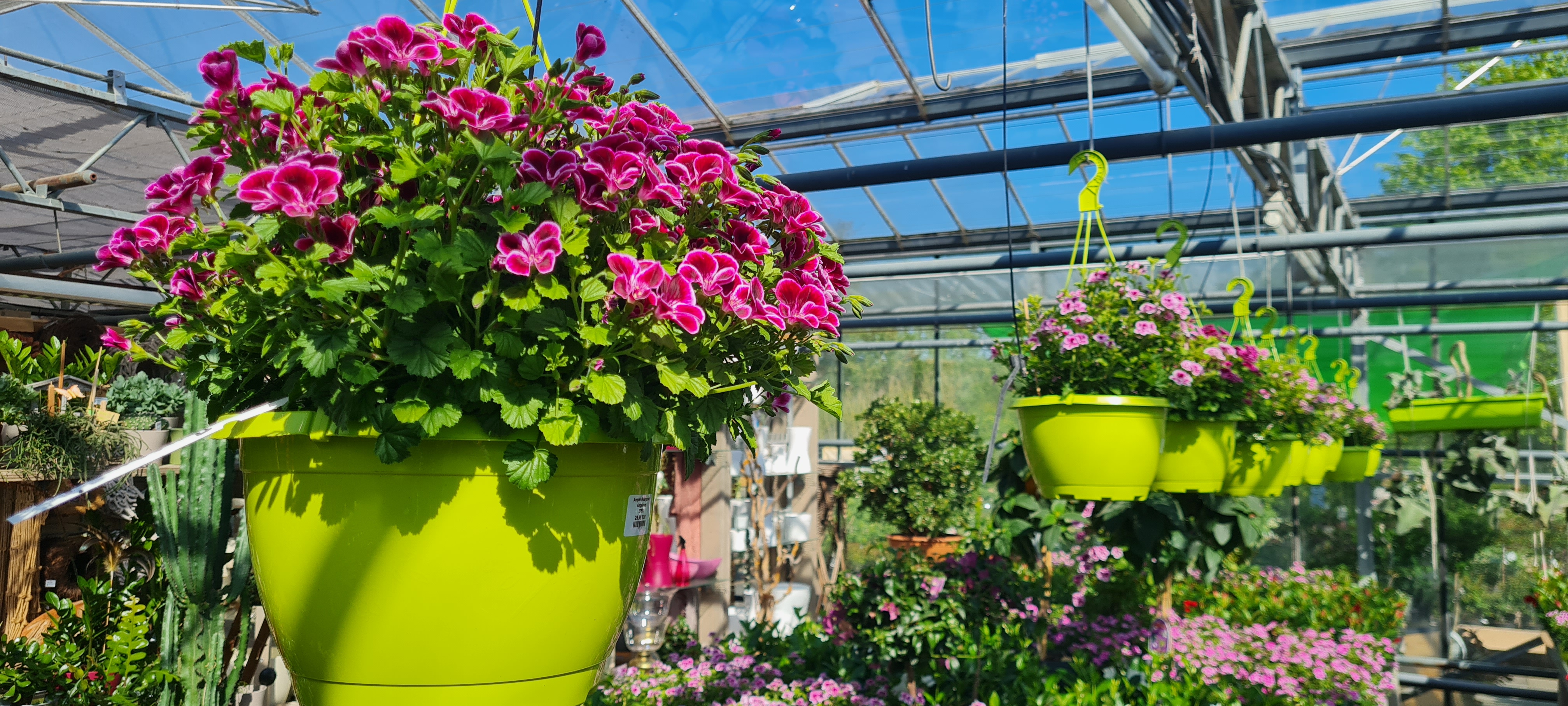 Blume, Geranie, Topfpflanze, Garten, Pflanzgefäß