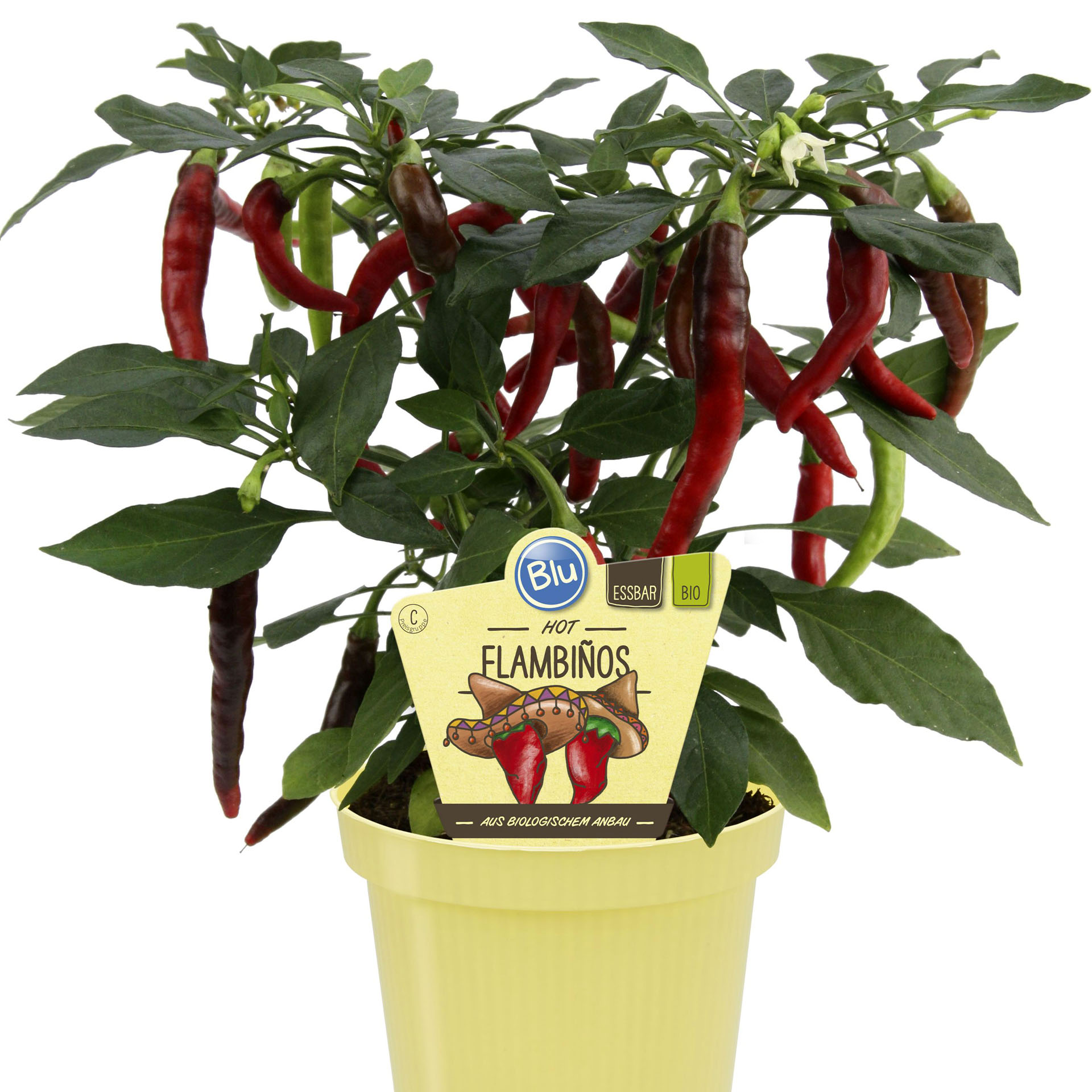 Chili Flambinos im Pflanztopf mit Pflanzenstecker