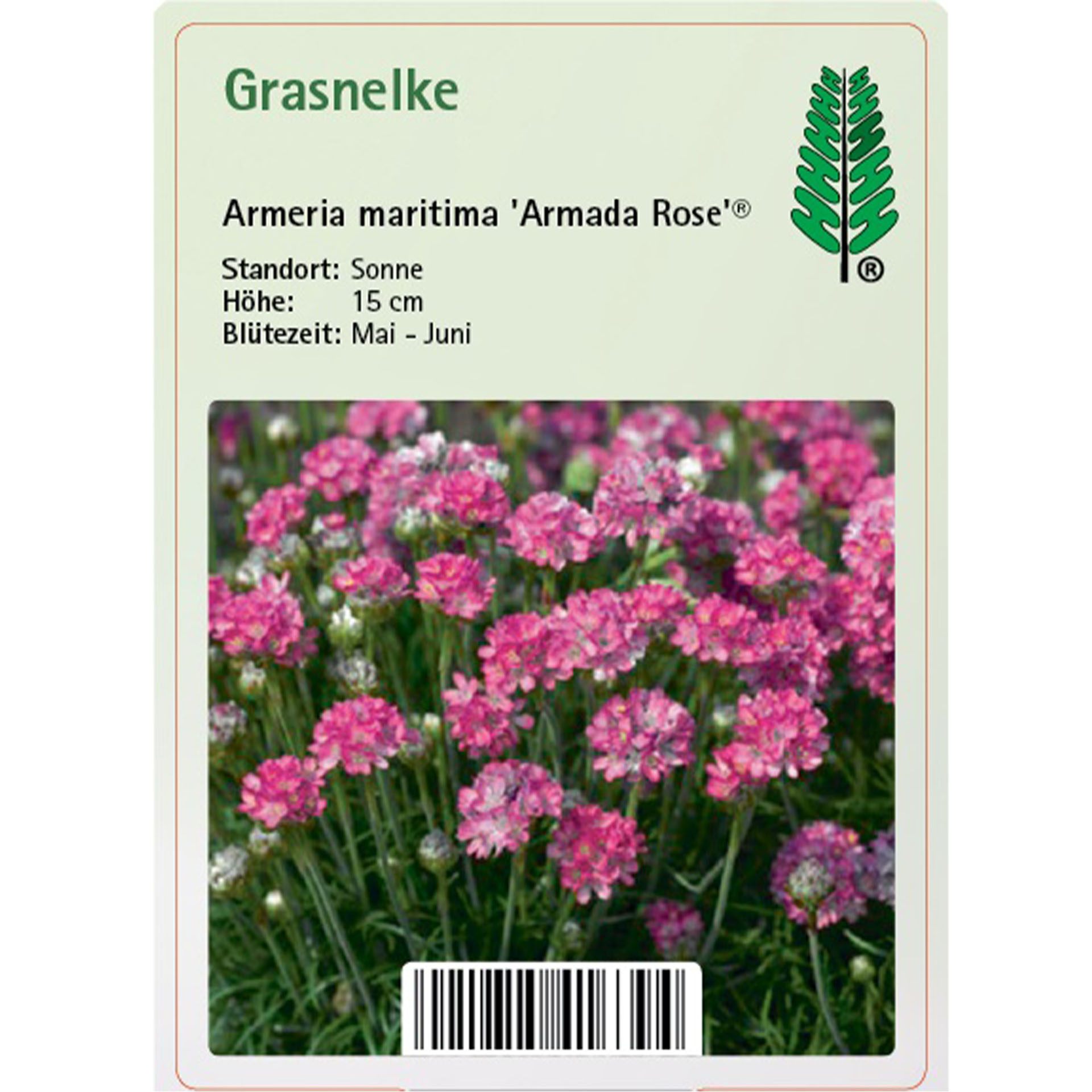 Blume, Pflanze, Kräuterig, Blütenblatt, Nelke