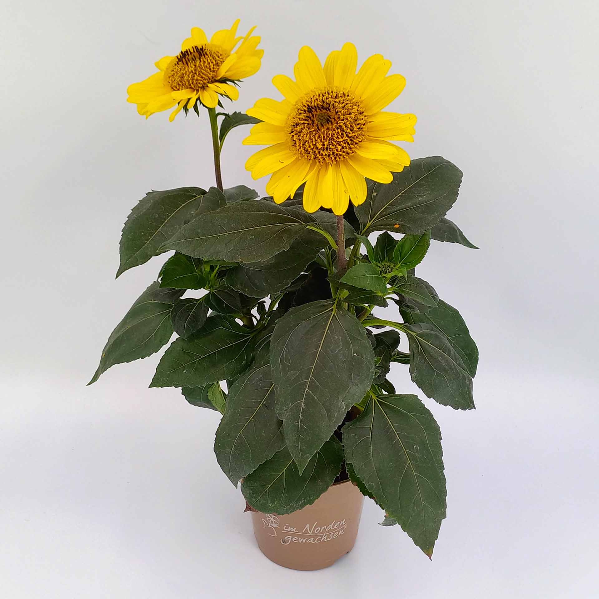 Sonnenblume Helianthus