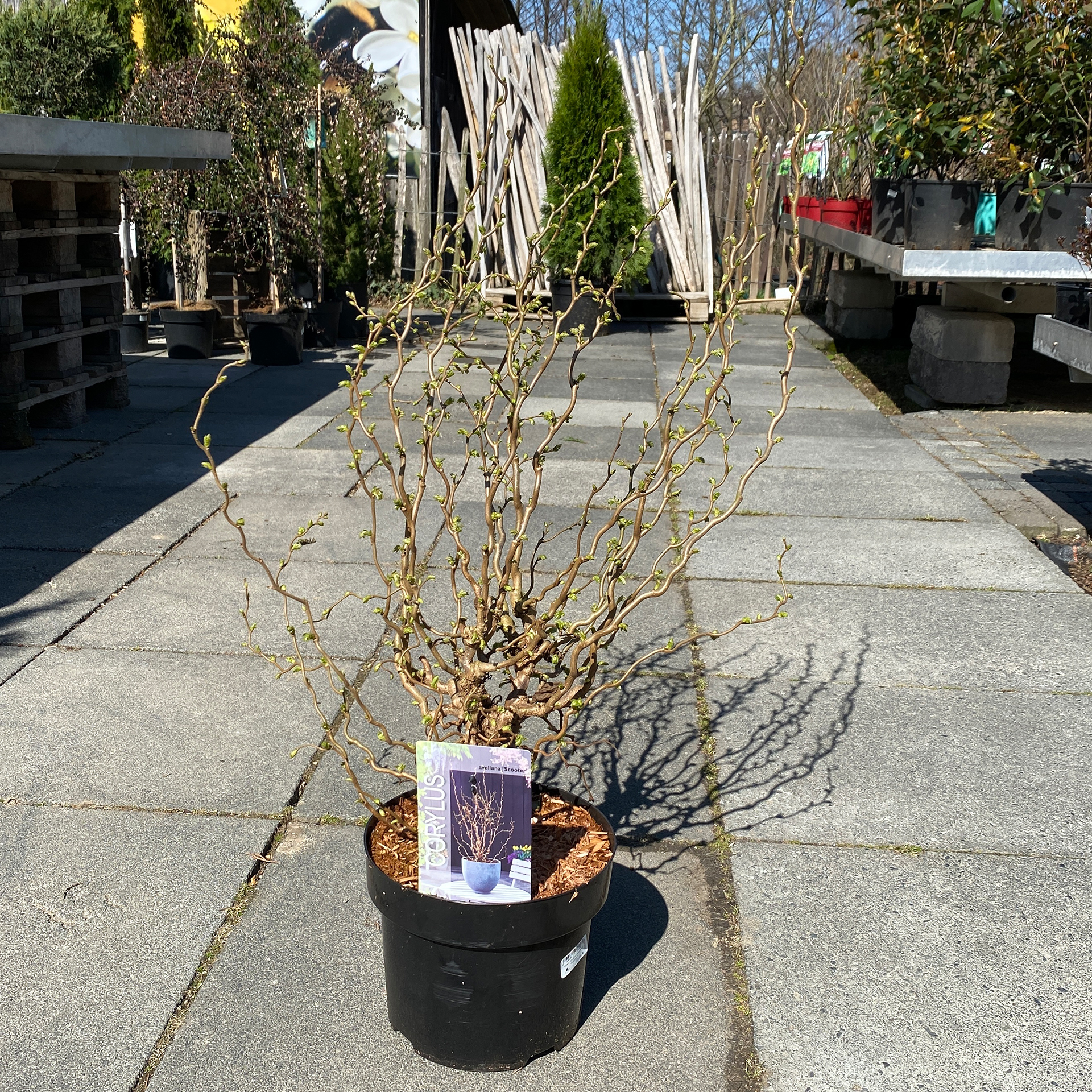 Korkenzieher-Hasel - Corylus avellana 'Scooter', 60-80cm