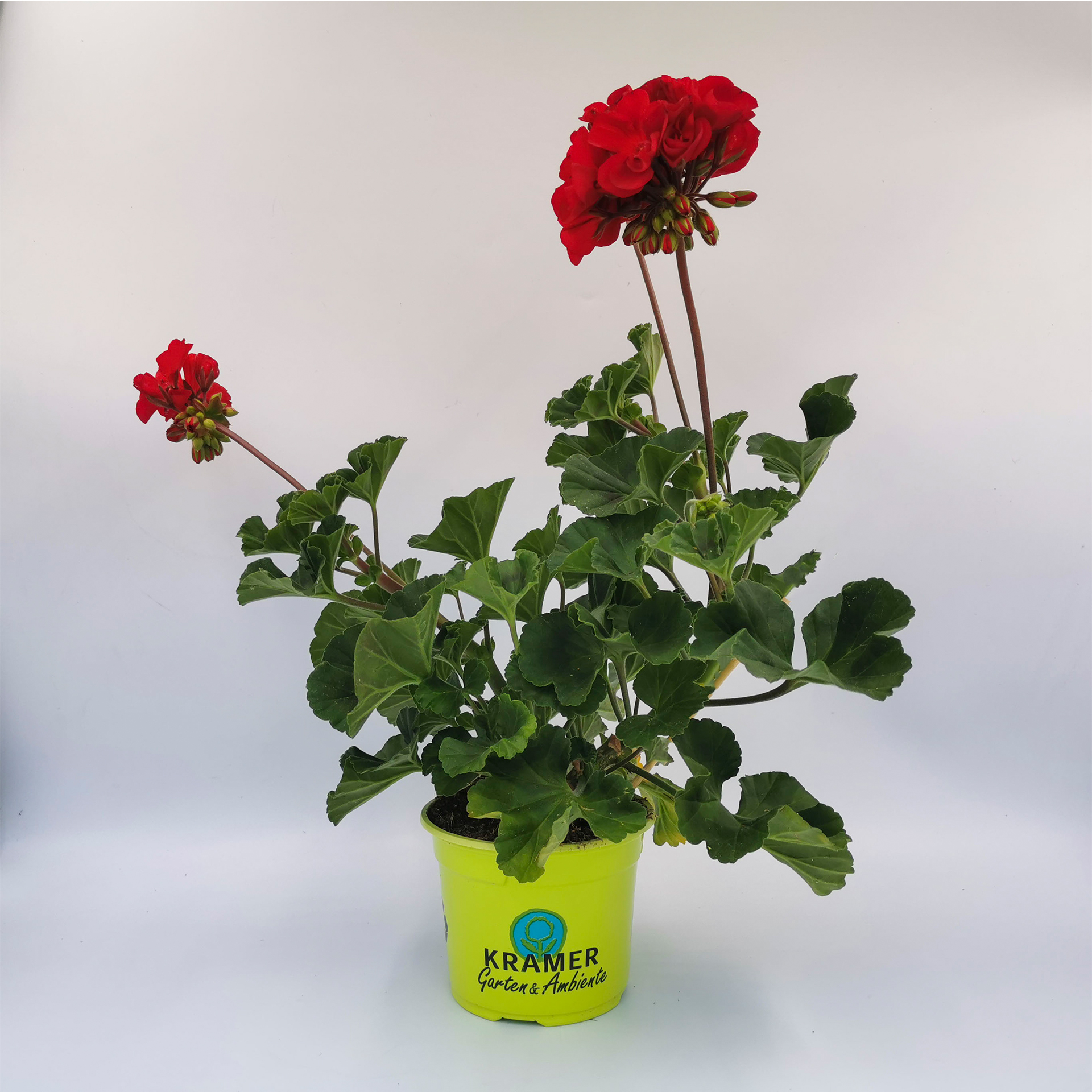 rot blühende Geranie Castello Bernd