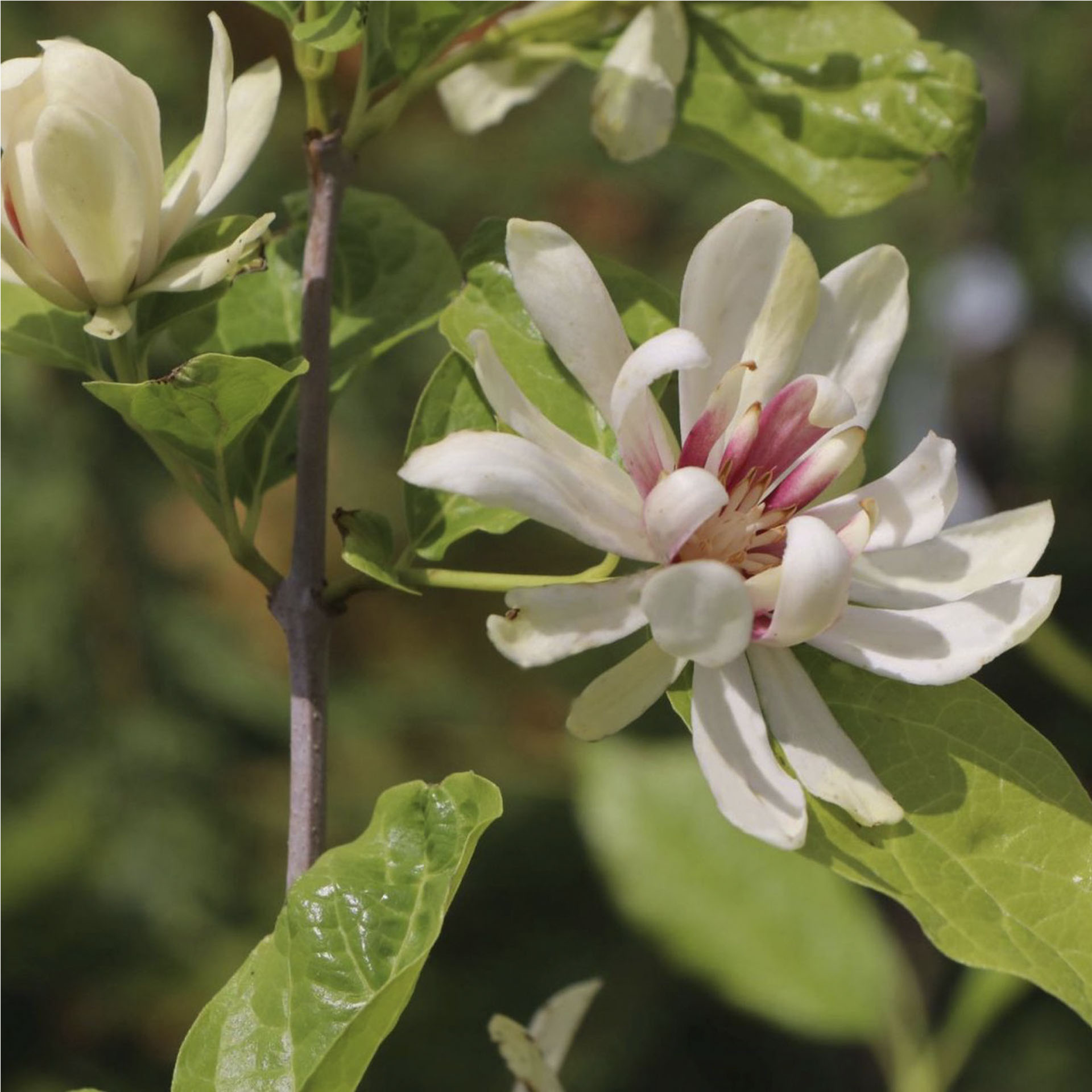 cremeweiße Blüten am Zweig des Gewürzstrauch Venus