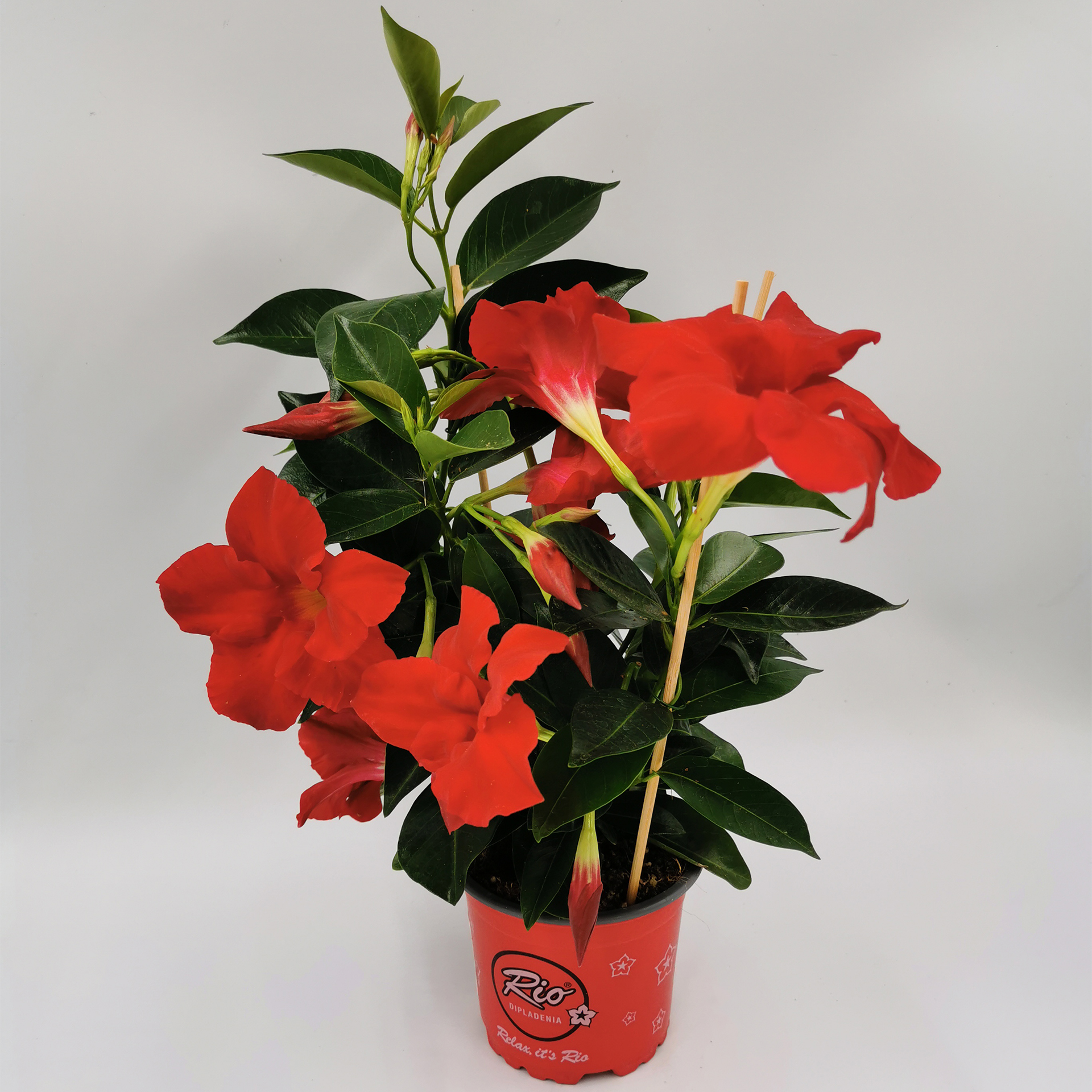 Dipladenie / Mandevilla - Dipladenia rot, 10,5cm Topf
