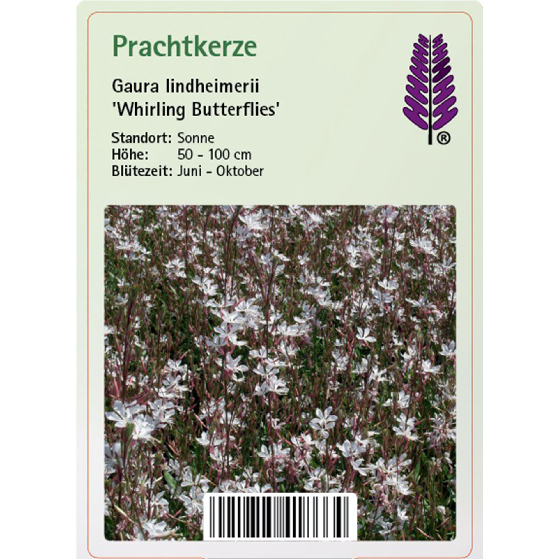 Gras, Blume, Purpur, Kräuterig, Astragalus