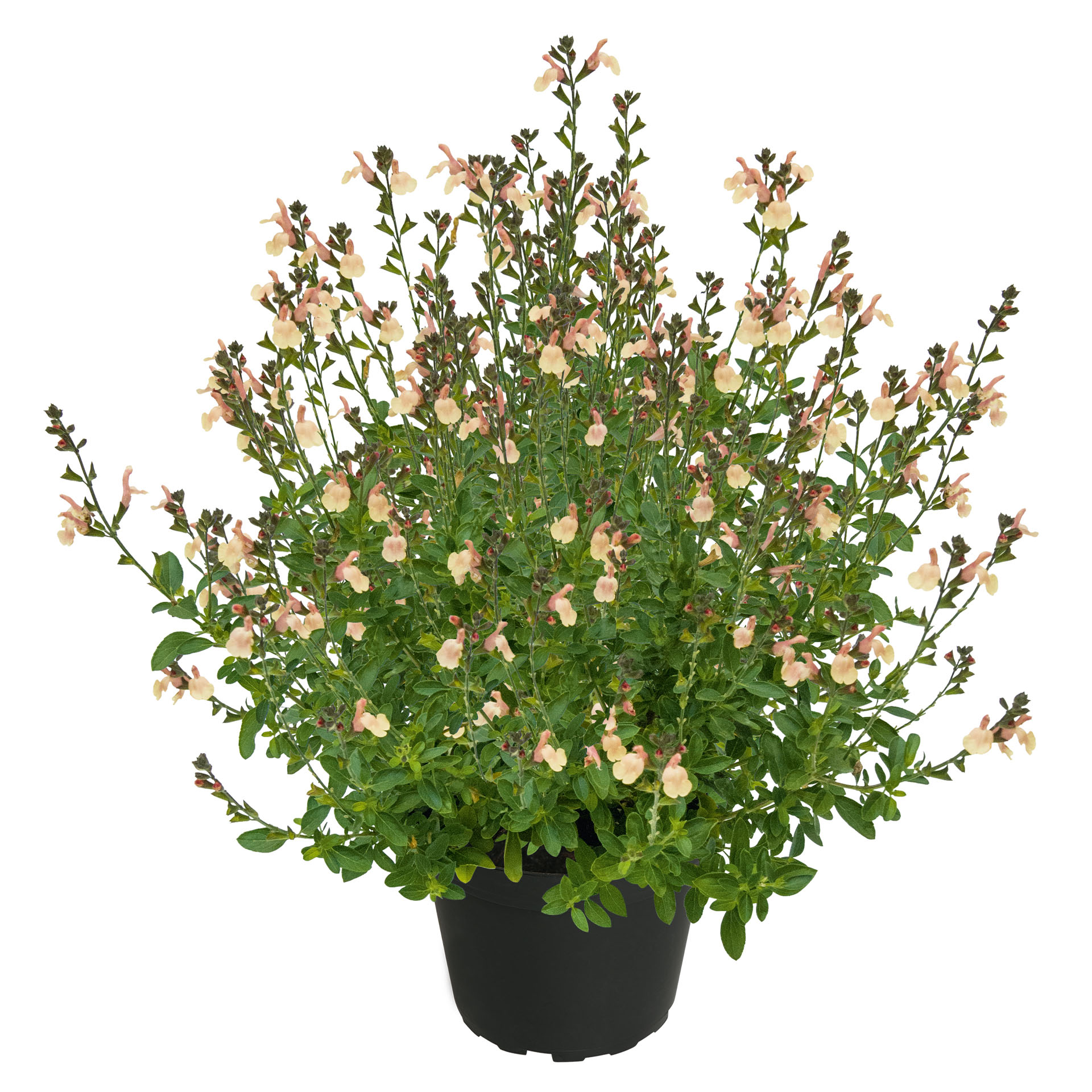 Salbei - Salvia VISIONAL Cream, 13cm Topf