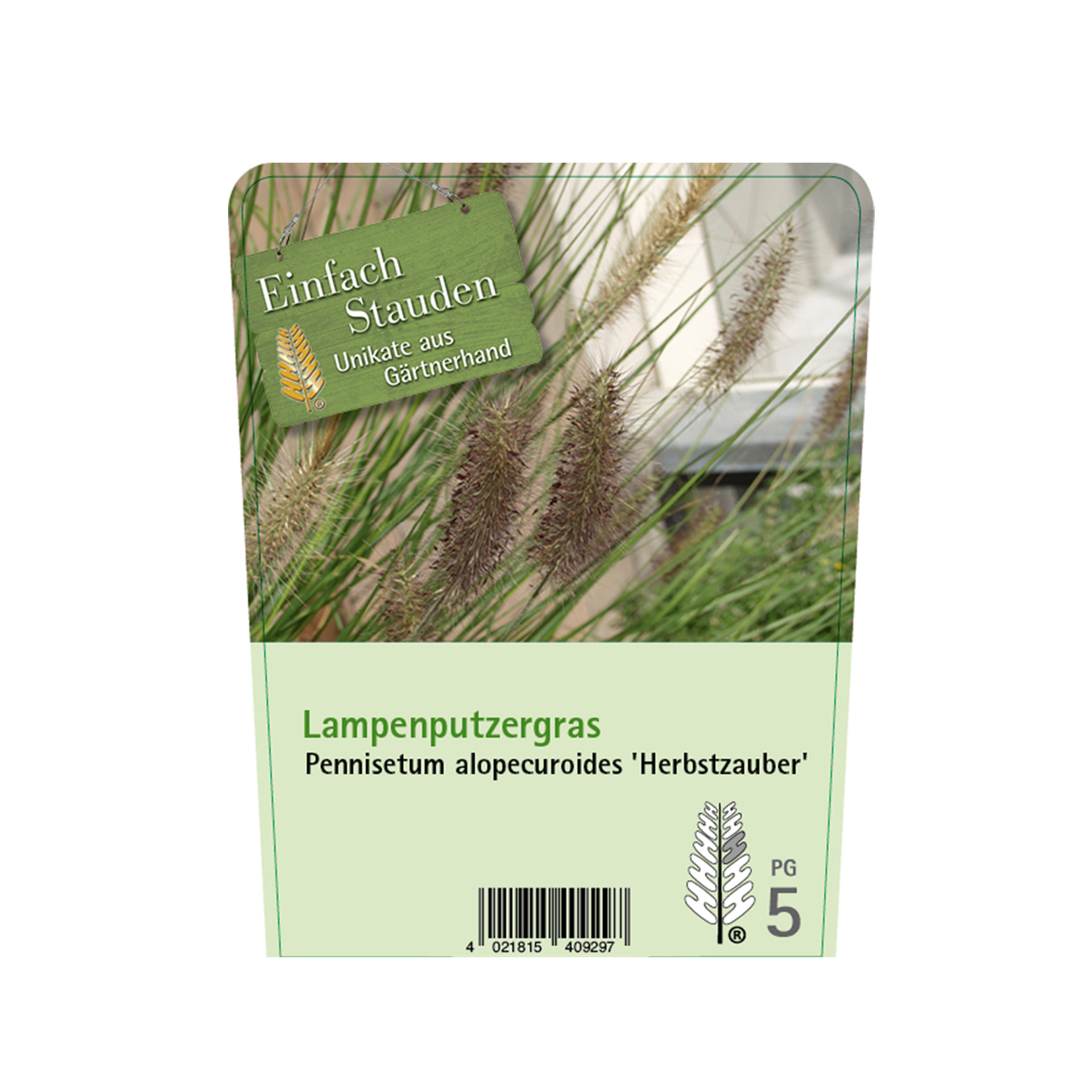 Lampenputzergras - Pennisetum alopecuroides ‘Herbstzauber’, C5