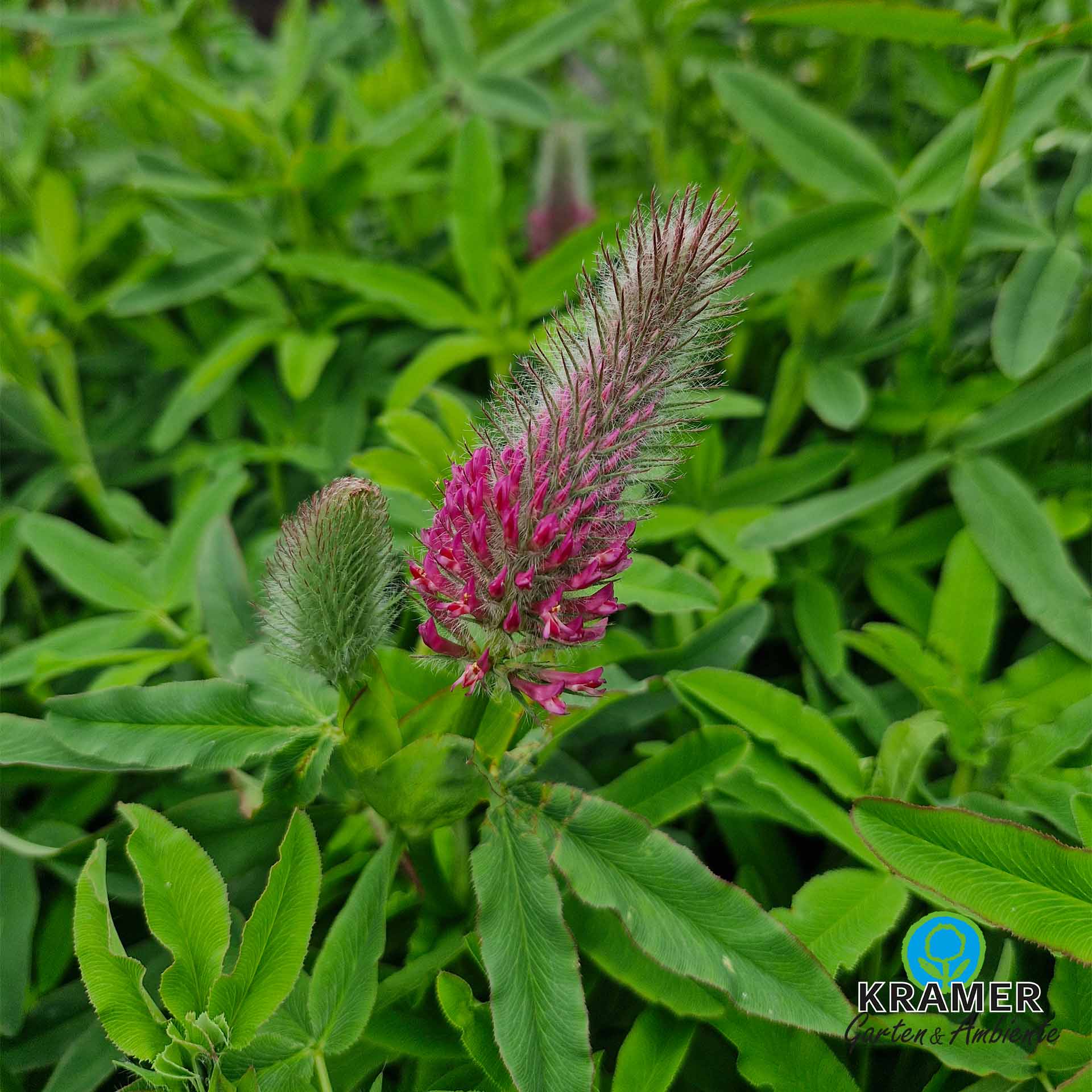pink flower, Spitzblüte, Provenzalische Pflanze, grünes Laub, botanische Zierpflanze