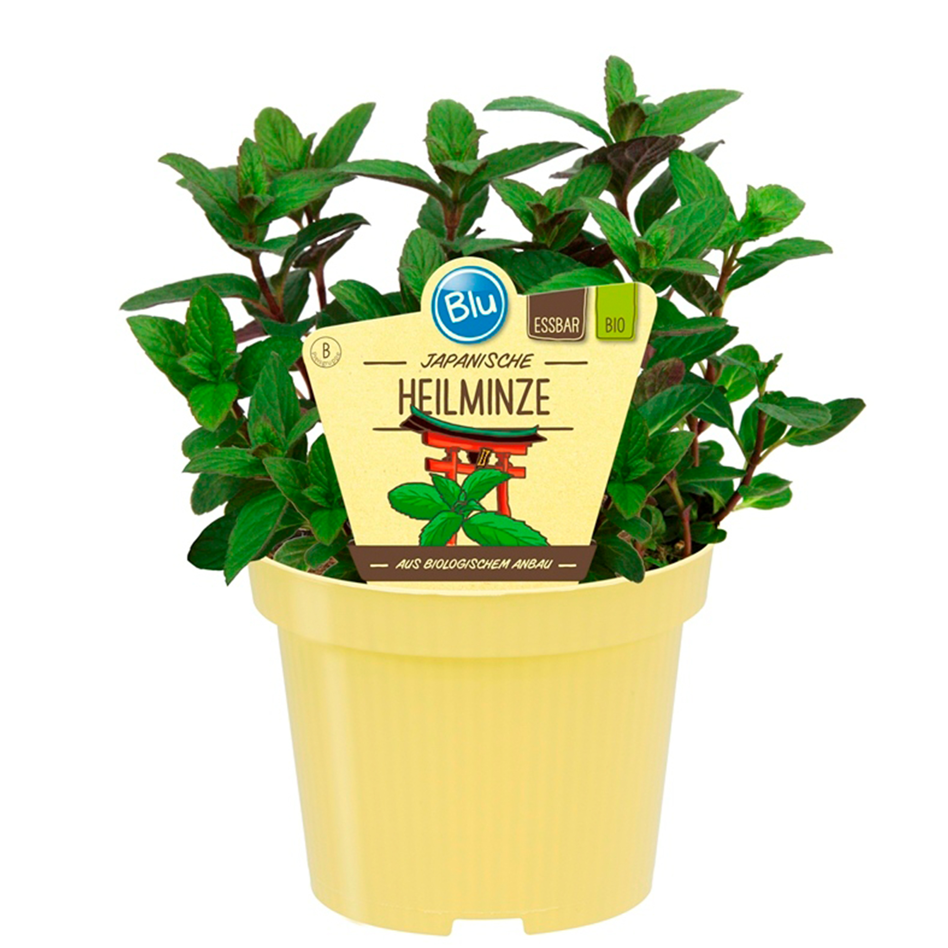 BIO Heilminze Japanische - Mentha arvensis X spicata, 12cm Topf
