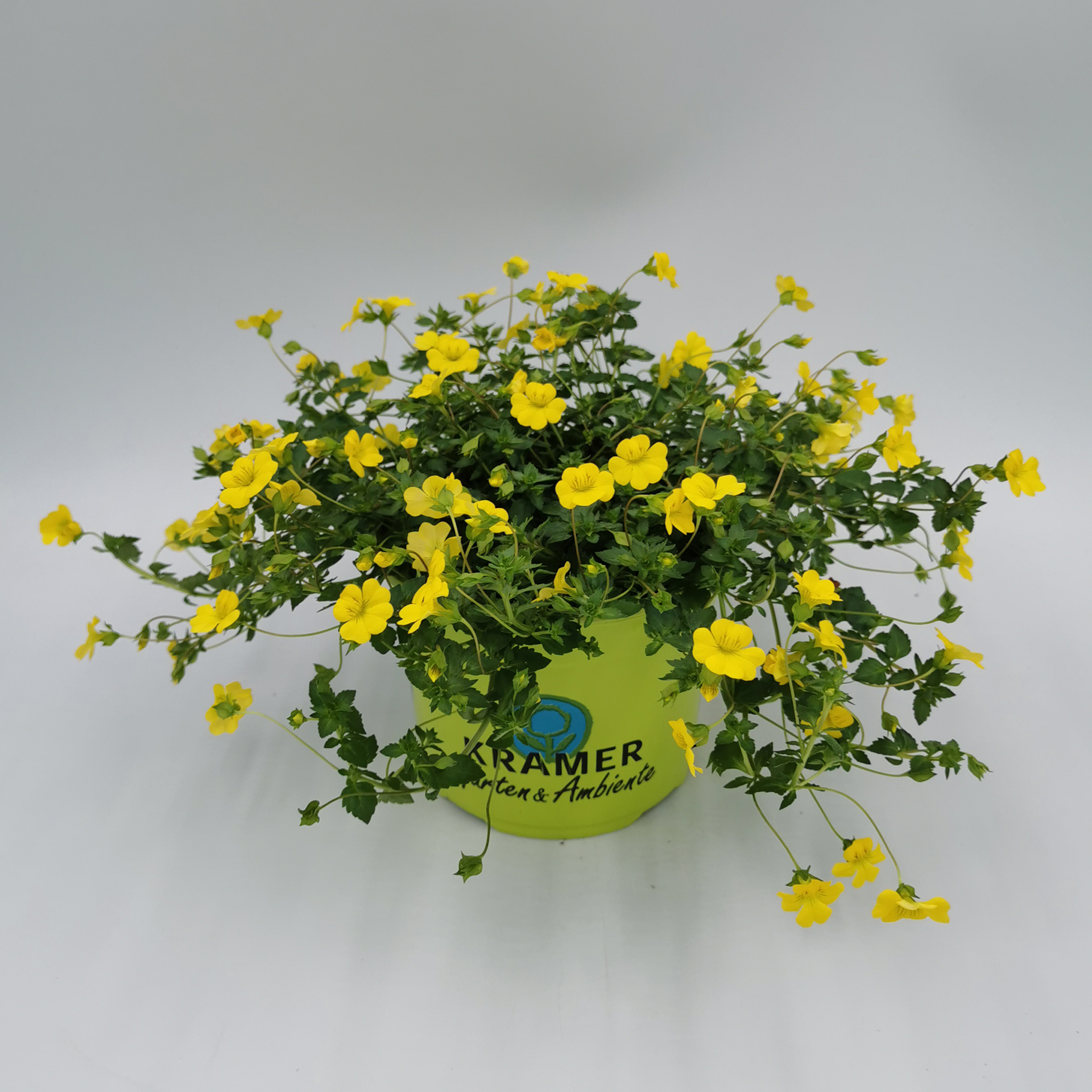 Goldstaub - Mecardonia 'Garden Freckles', 12cm Topf