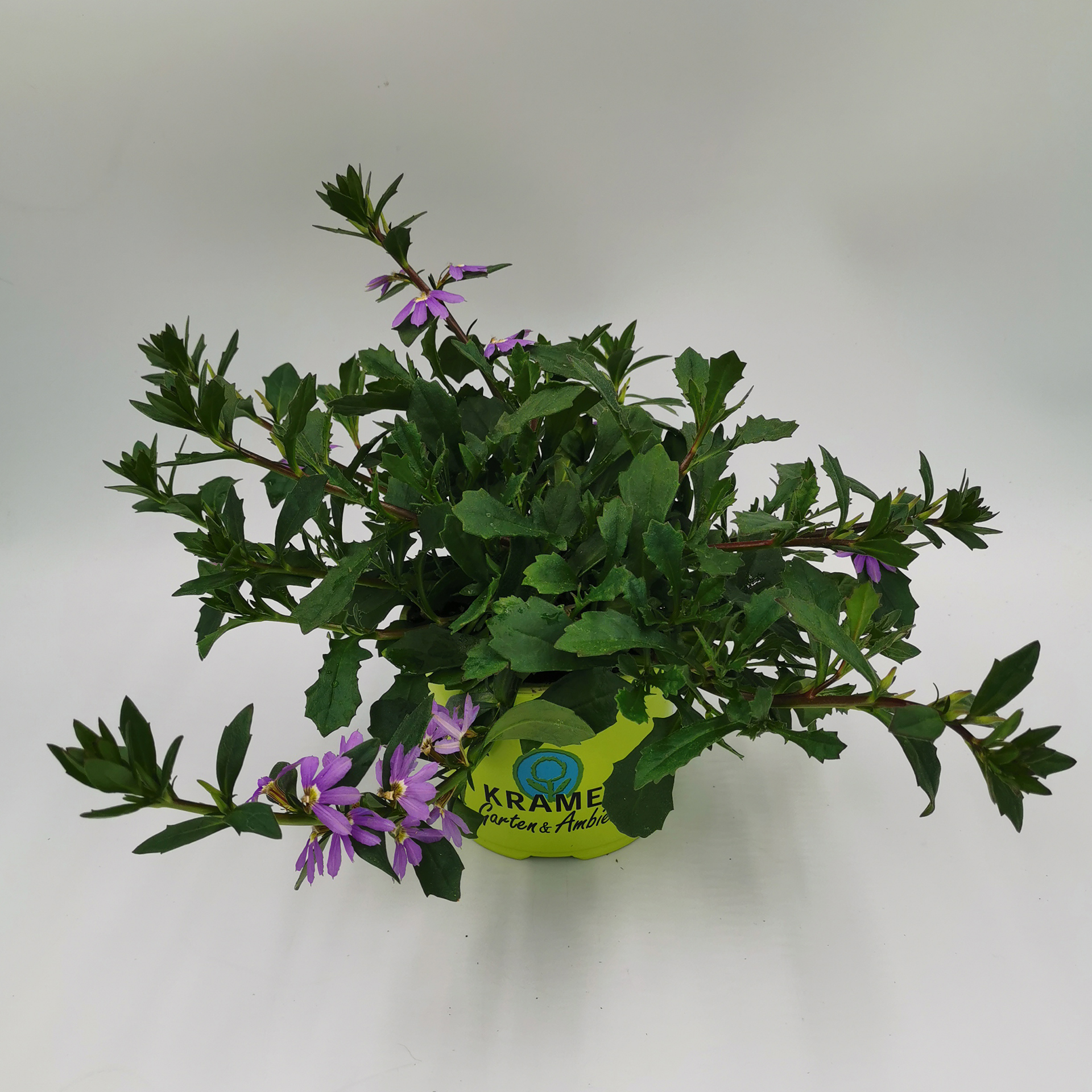 Fächerblume - Scaevola aemula 'Touch Indigo', 12cm Topf
