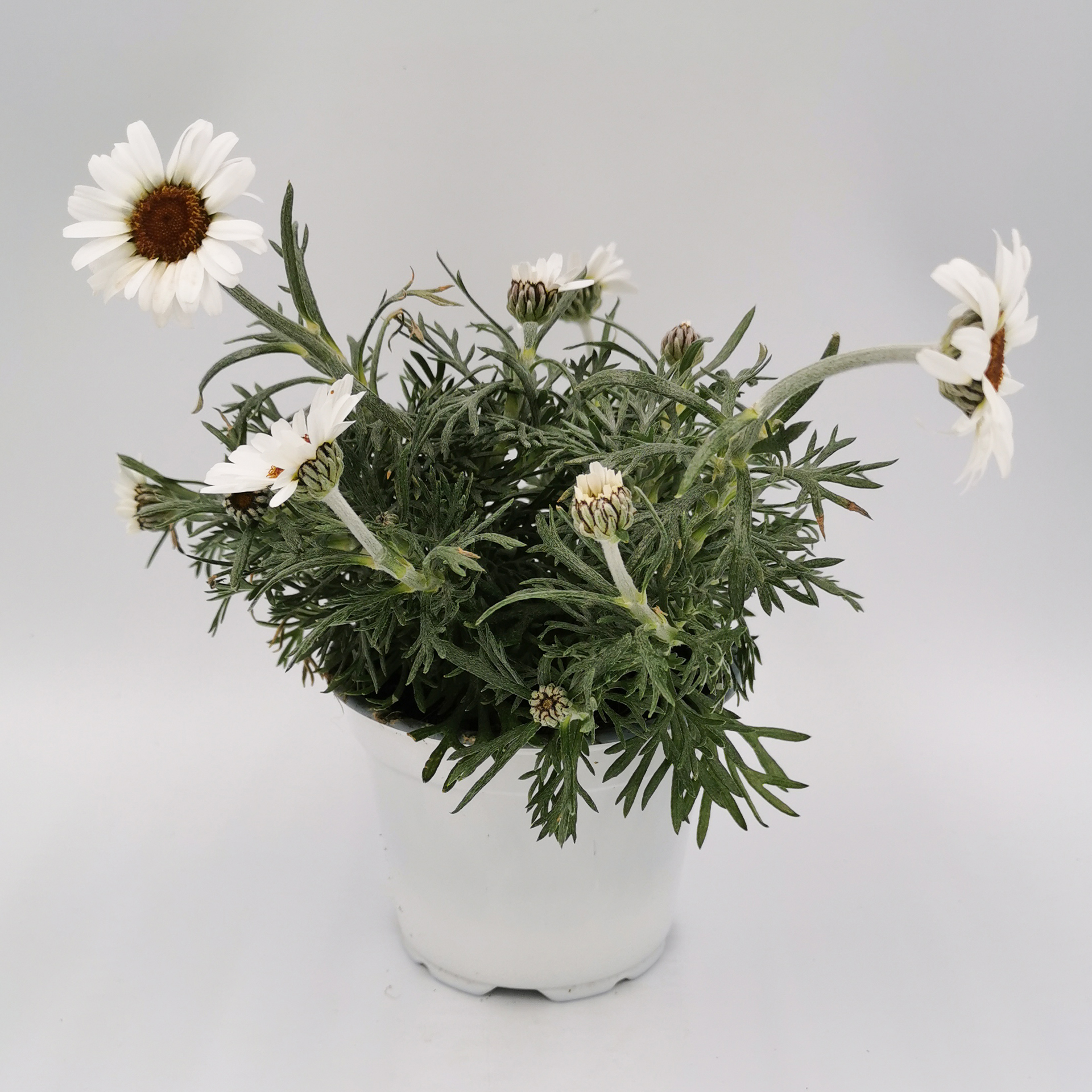 Marokkanische Margerite - Rhodanthemum, 12cm Topf