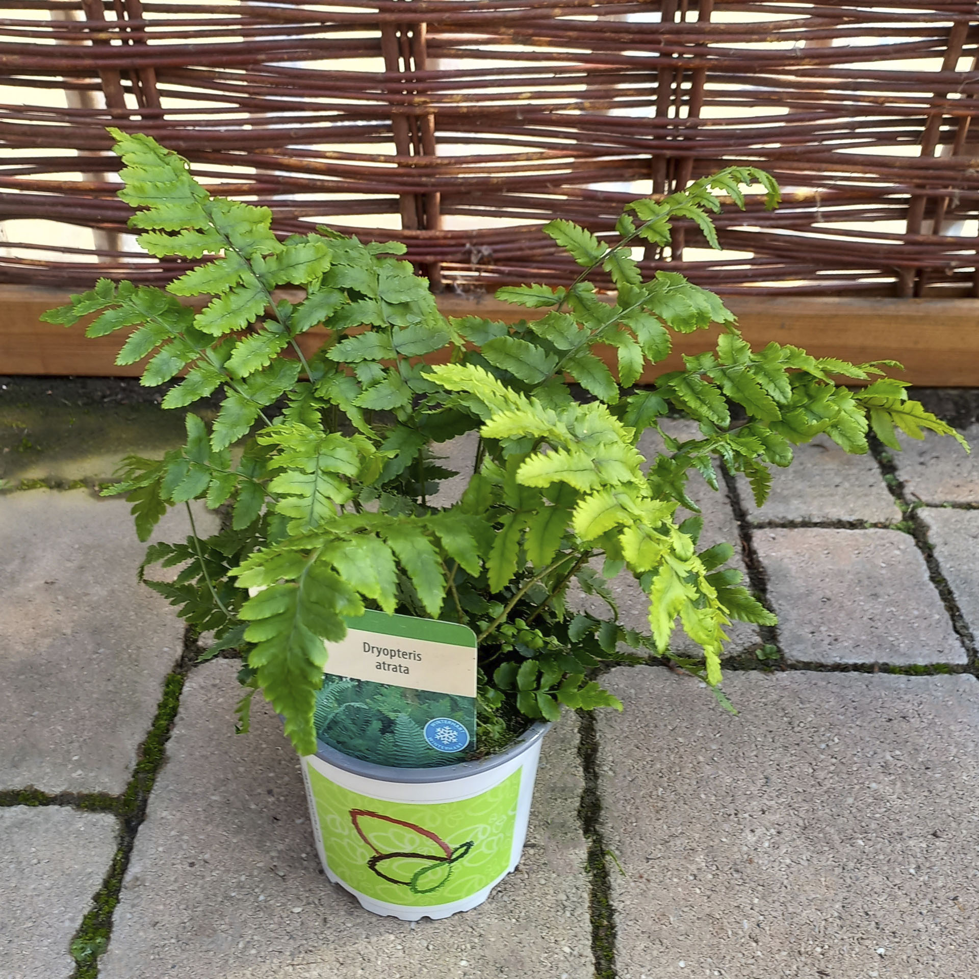 Elefantenrüsselfarn in Pflanztopf mit Pflanzenstecker