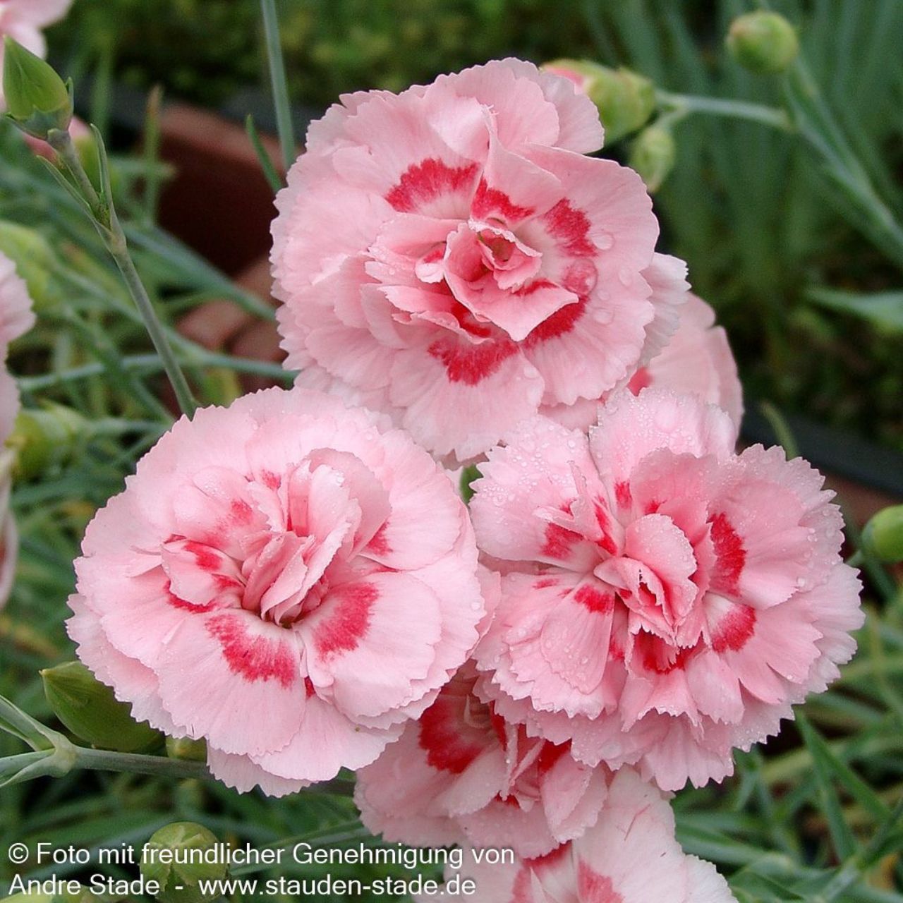 Nelke, Blume, Pflanze, Rose