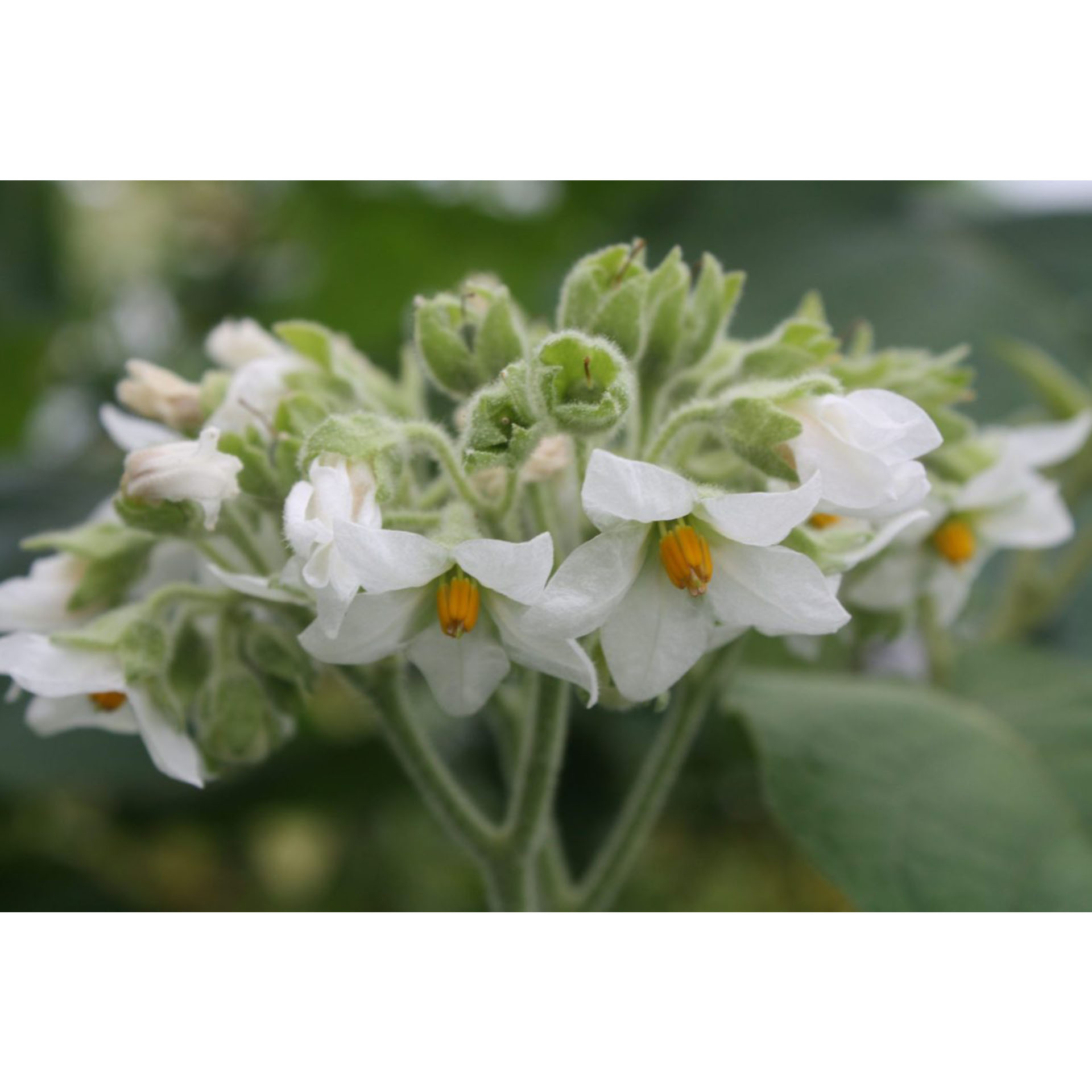 Bioanbau Bio Frucht Geschmack exotisch-fruchtig