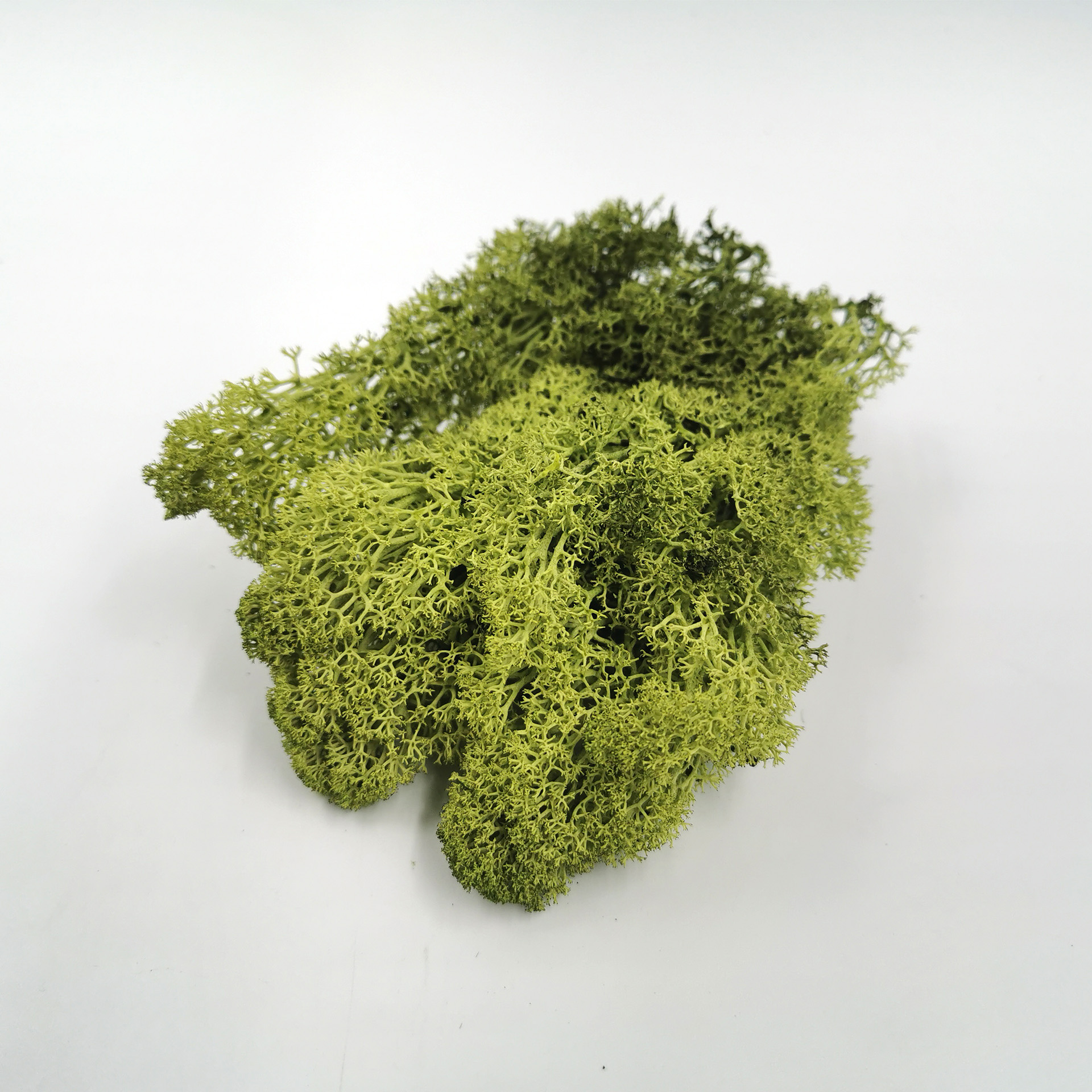 Moos maigrün Islandmoos zur Krippengestaltung