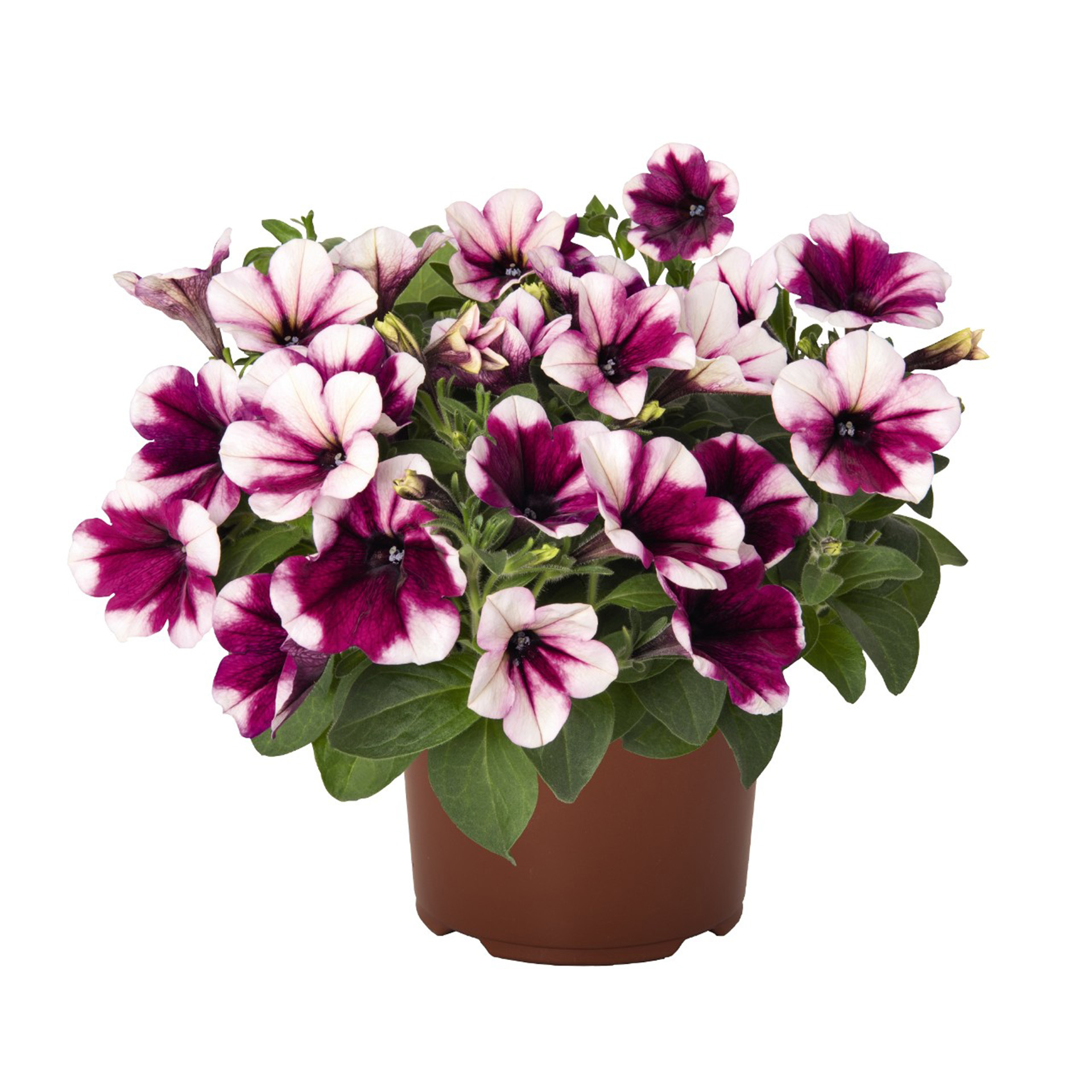 dunkelpink blühende Petunie Sweetunia Purple Touch im Pflanztopf
