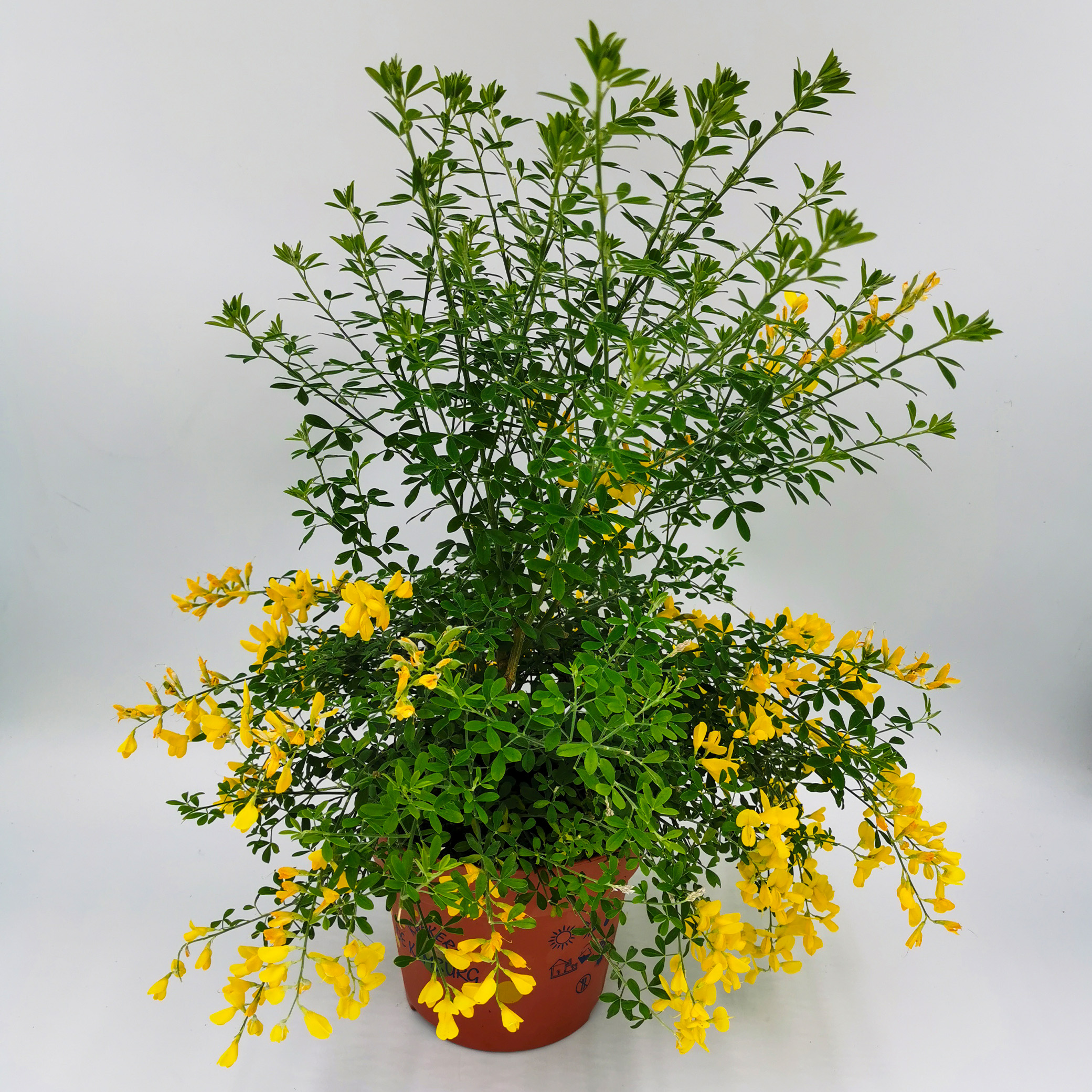 Zimmerginster - Cytisus canariensis, 12cm Topf