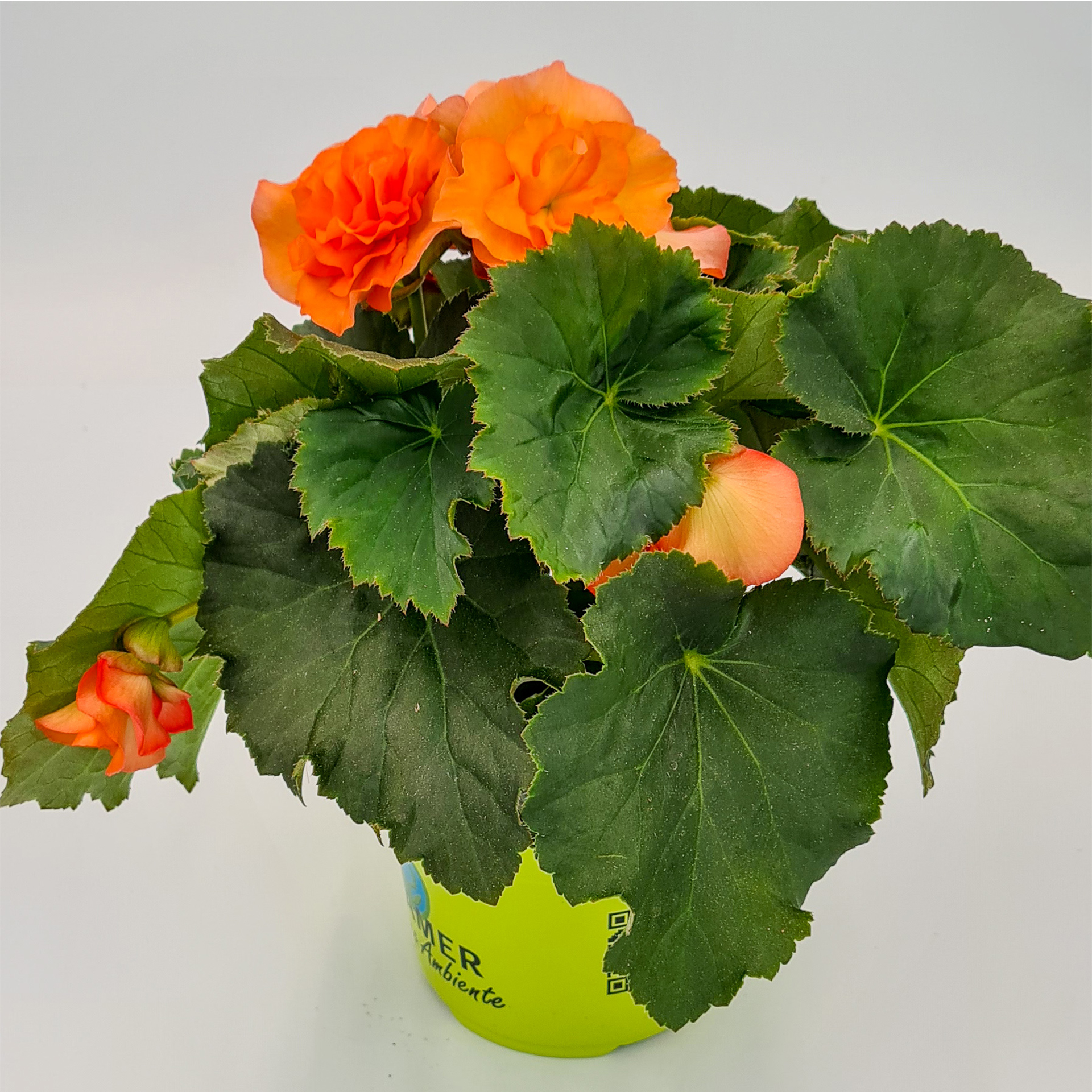 blühende Begonie Sunpleasure Apricot im Pflanztopf