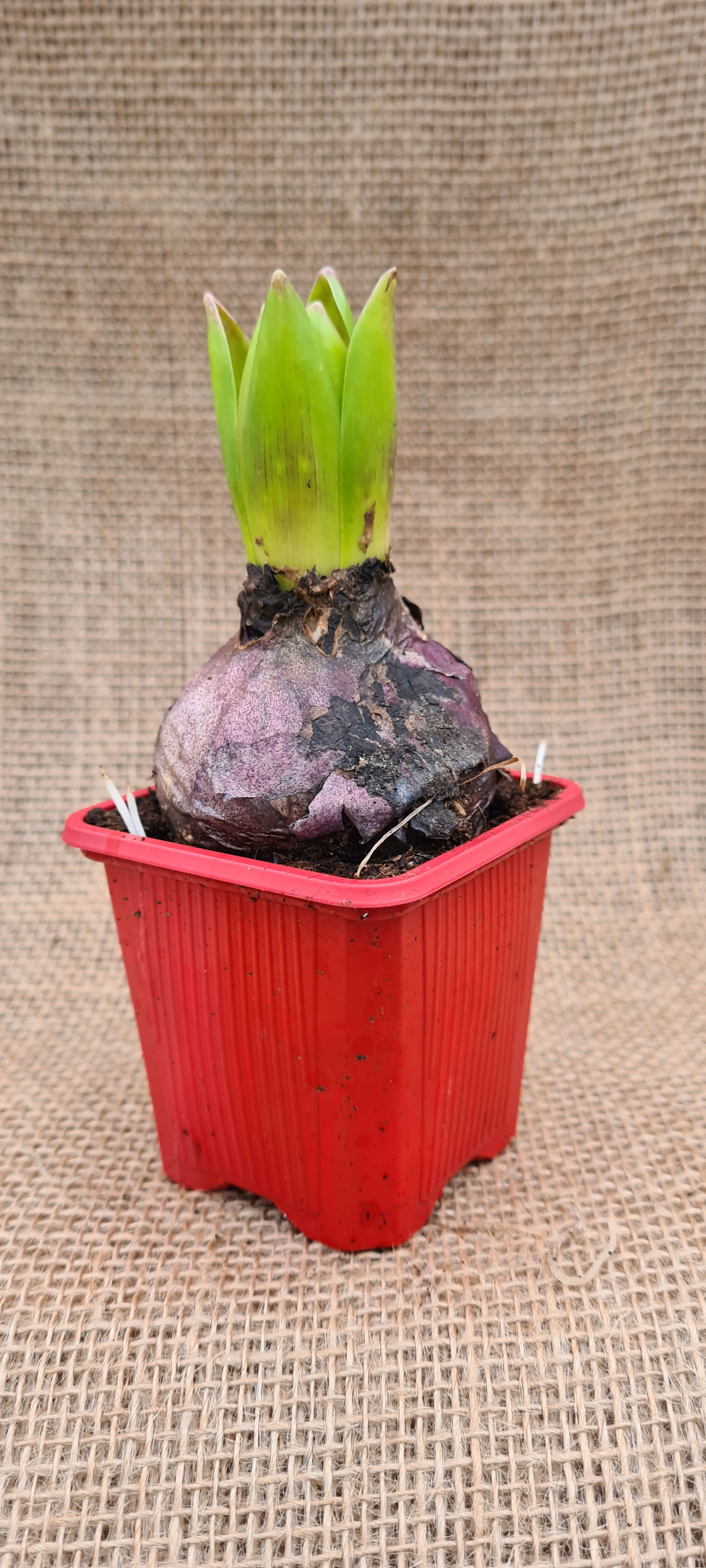 Hyazinthe - Hyacinthus Orientalis Hybriden, rot, 7cm Topf