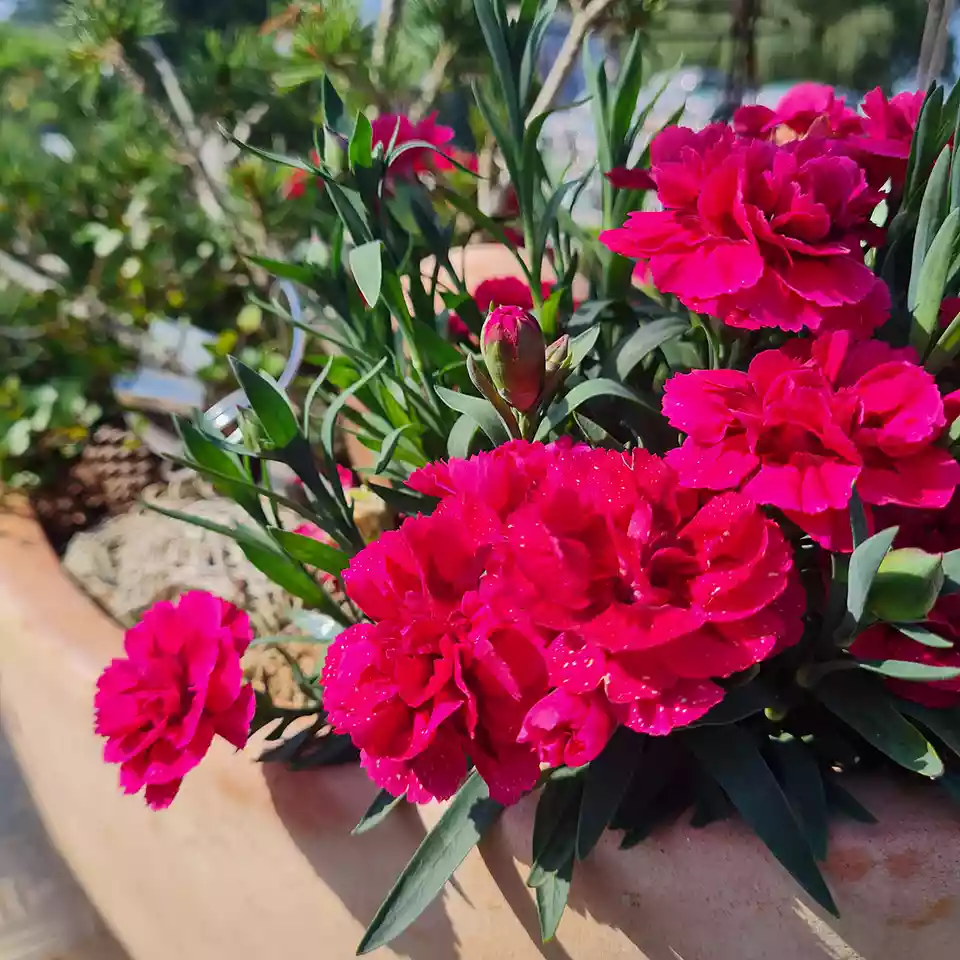 Blume, Nelke, Geranie, Blumen-Arrangement, Blumenstrauß