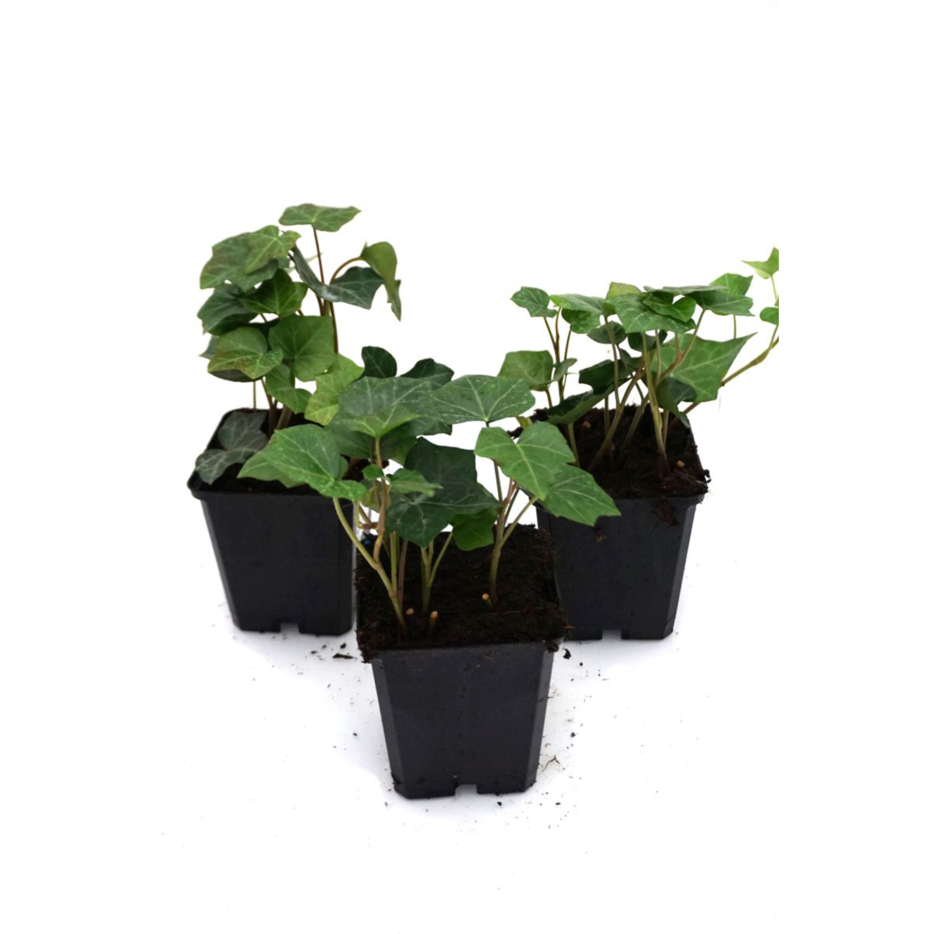 Bodendecker Freilandefeu Dauerbepflanzung immergrünes Laub