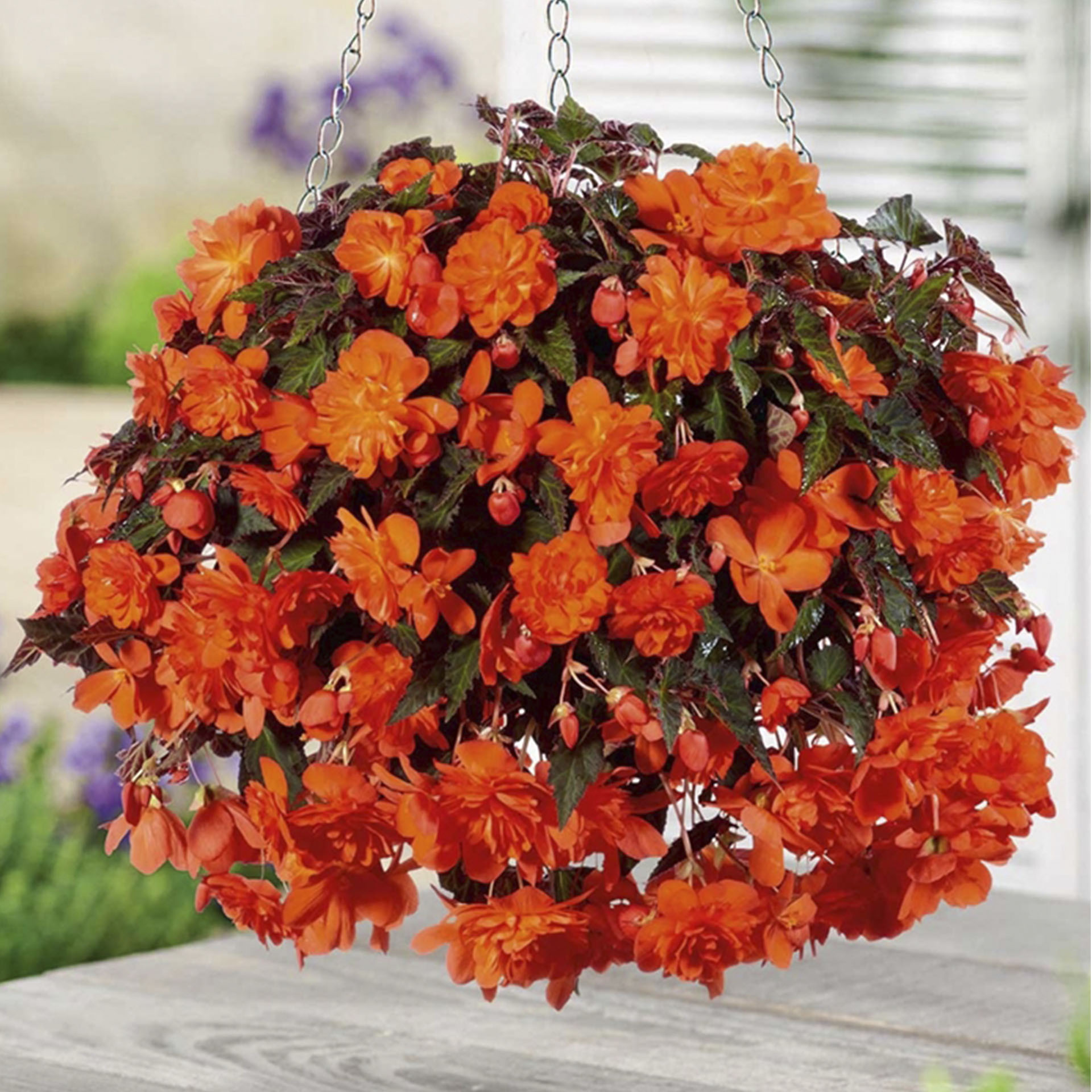 orange blühende Begonie Belina Orange in Hängeampel