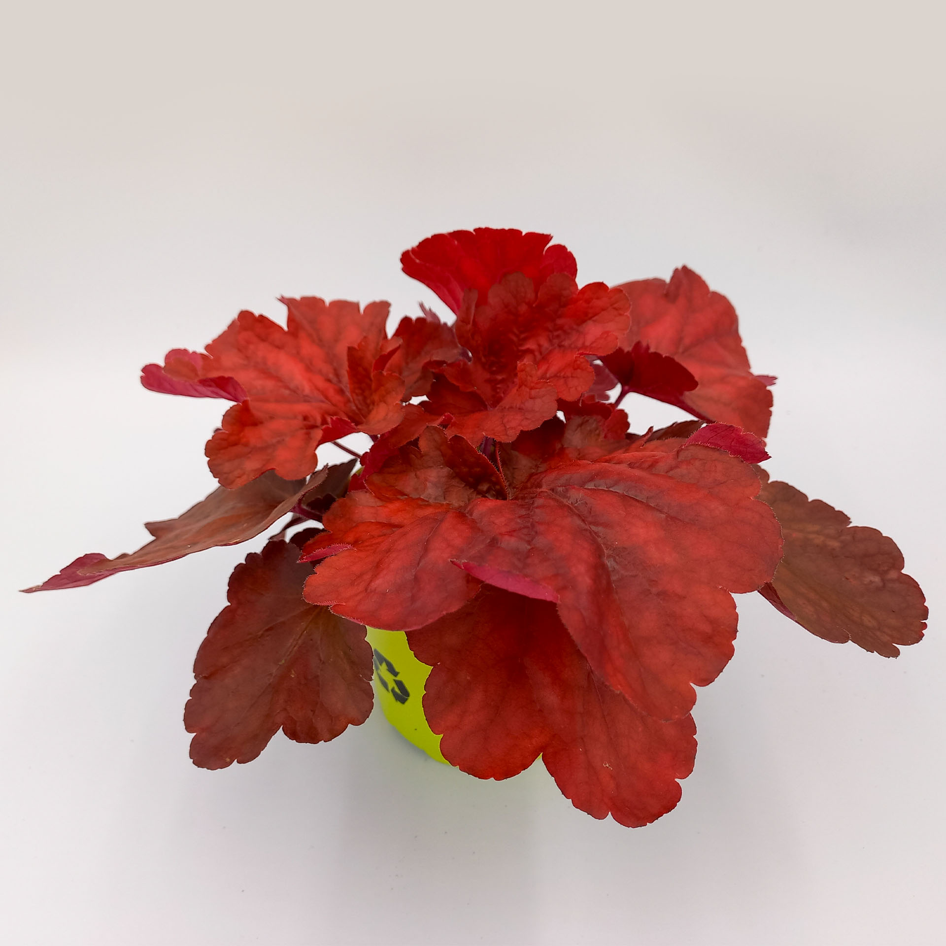 Purpurglöckchen Fire Alarm Herbstbepflanzung