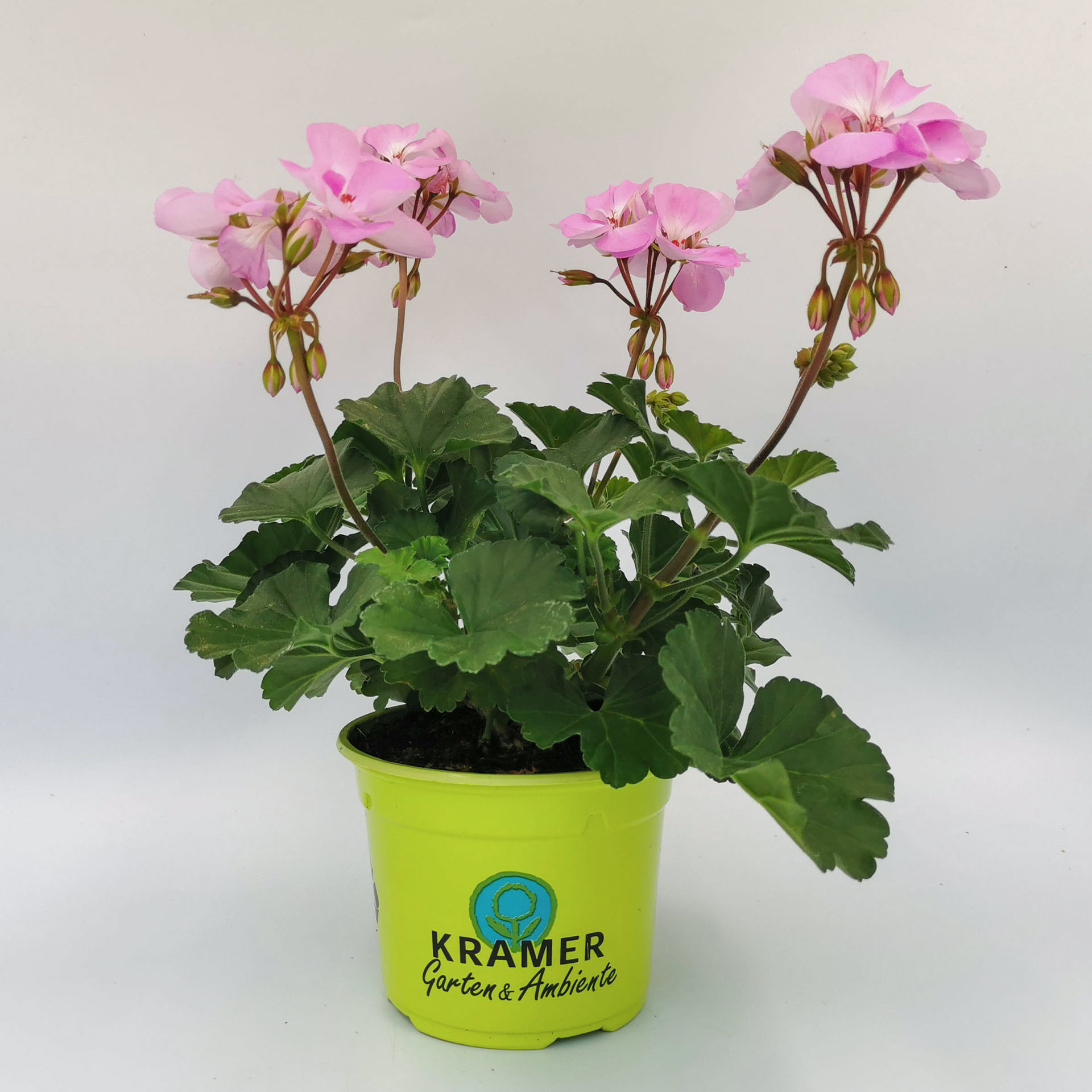 Blume, Geranie, Pflanze, Pflanze im Topf, Blumen-Arrangement