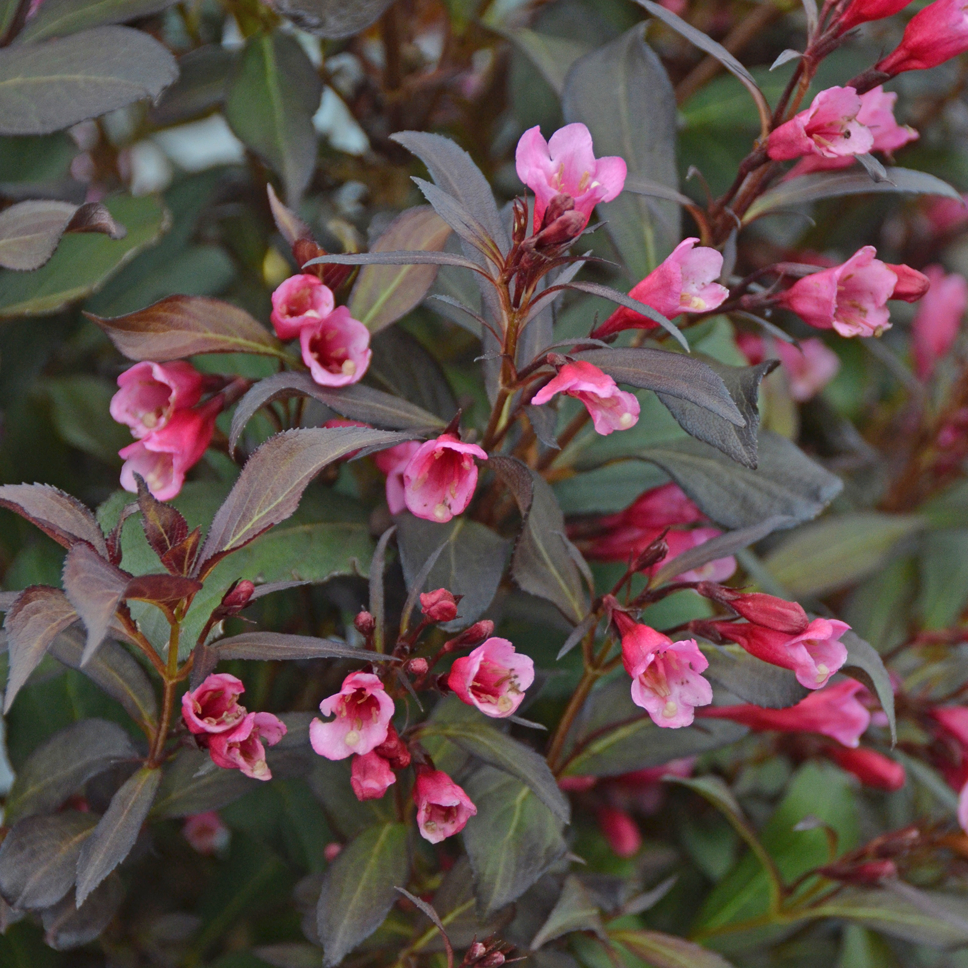 Rotlaubige Weigelie – Weigela florida 'Wine and Roses'®, C6 50-60cm