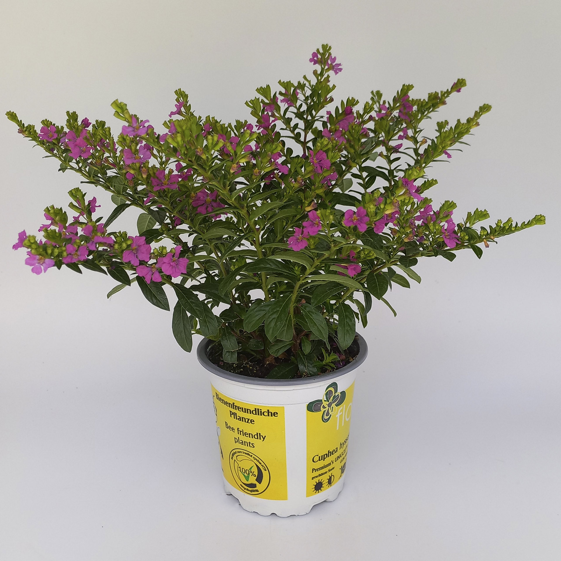 rot blühende Japanische Scheinmyrthe im Pflanztopf