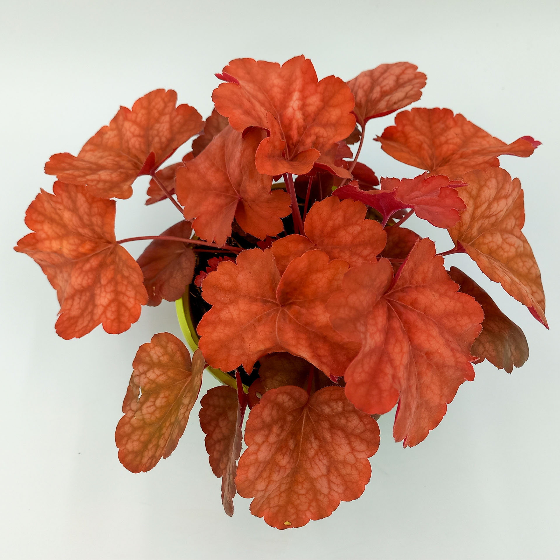 Purpurglöckchen Amber Lady 2