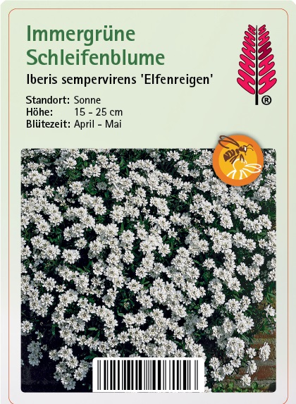 Kräuterig, Pflanze, Blume, Vegetation, Blütenblatt, Kräuterig, Pflanze, Blume, Blütenblatt, Gänseblümchen