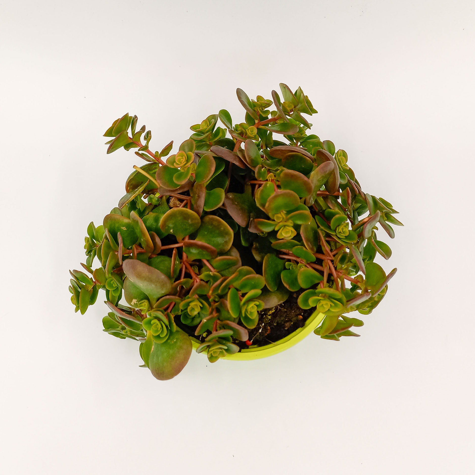 Chinesischer Mauerpfeffer Staude für sonnige Standorte winterhart