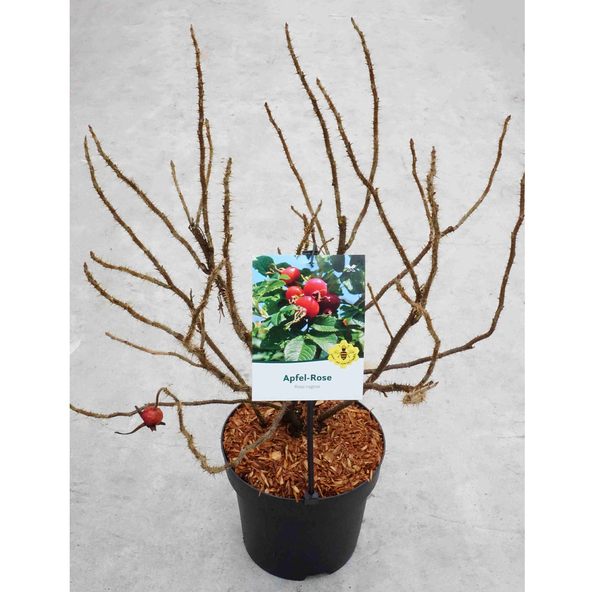 Apfelrose Hagebutte Wildrose Strauch mit essbaren roten Beeren