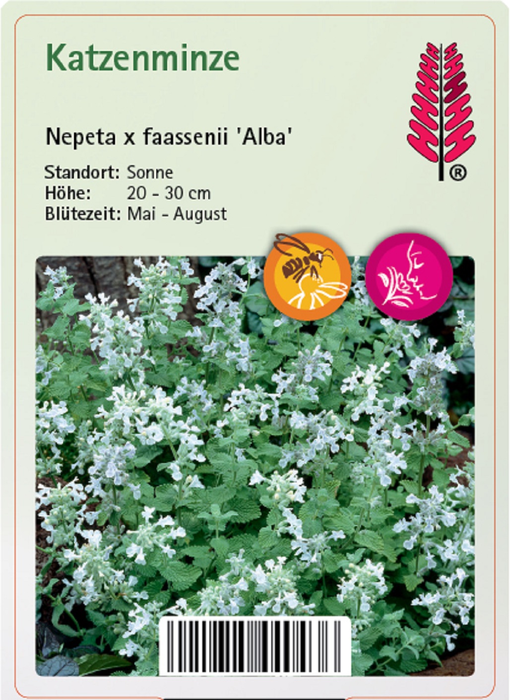 Katzenminze - Nepeta x faassenii 'Alba'