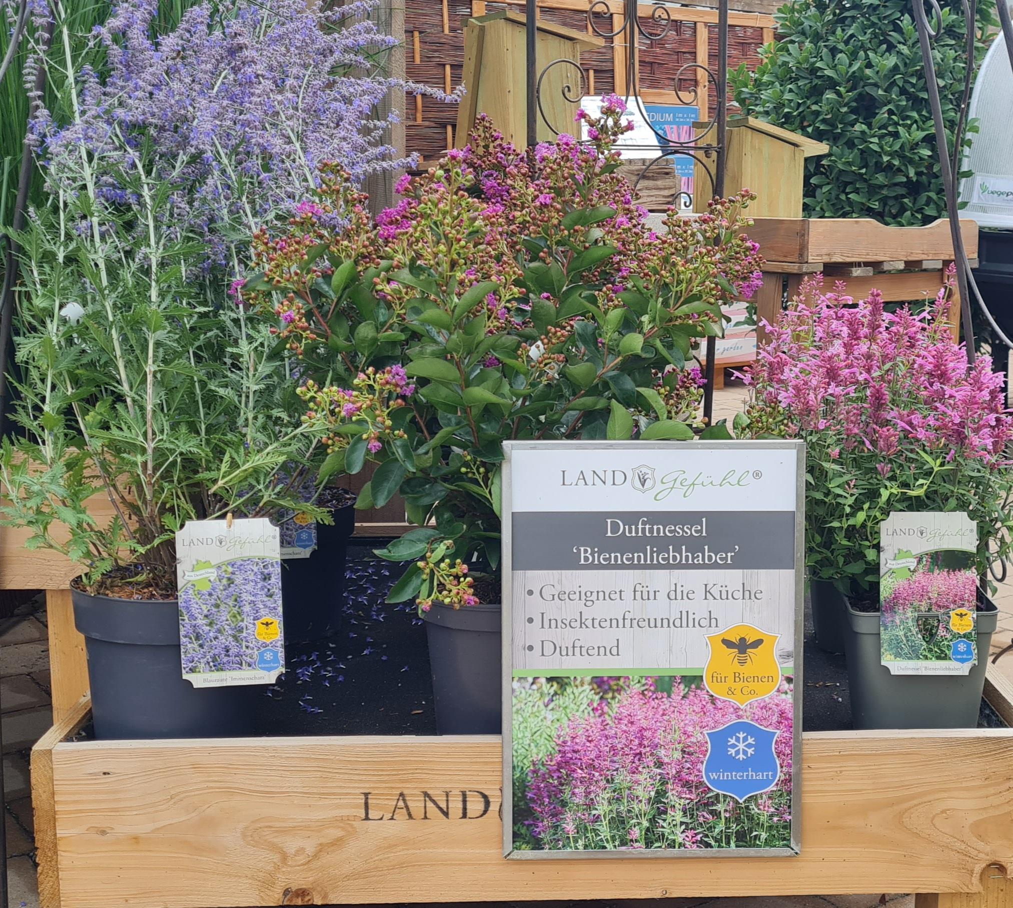 Neue Stauden wie die Duftnessel haben wir ab sofort von Landgefühl da
