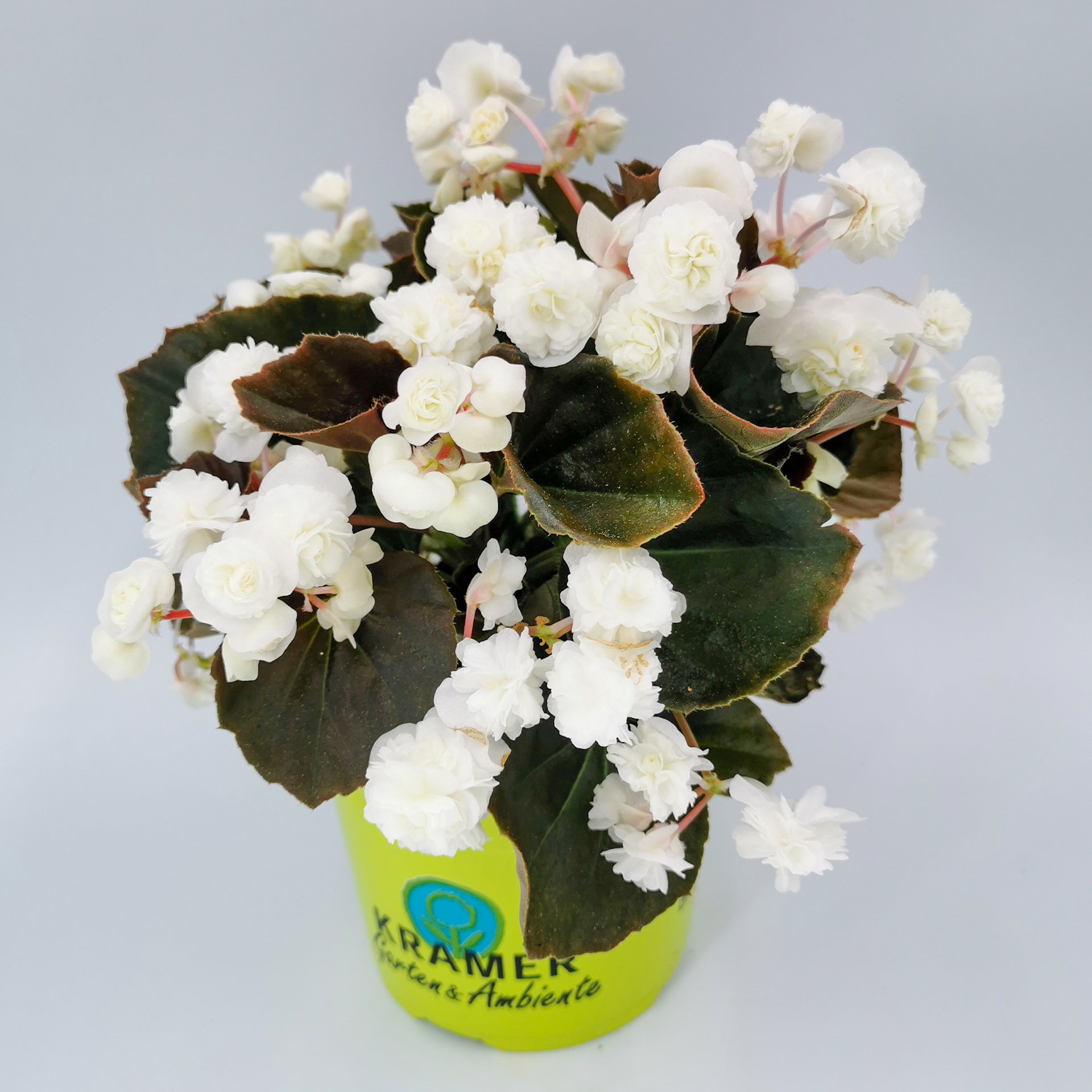Eisbegonie gefüllt - Begonia x semperflorens 'Doublet® White', 12cm Topf