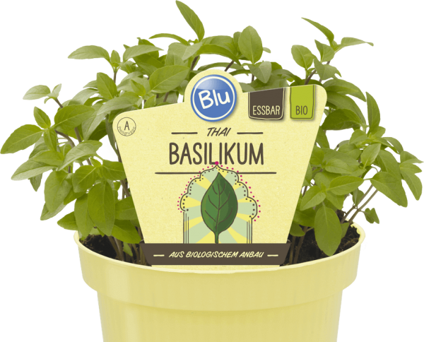 BIO Thai-Basilikum
