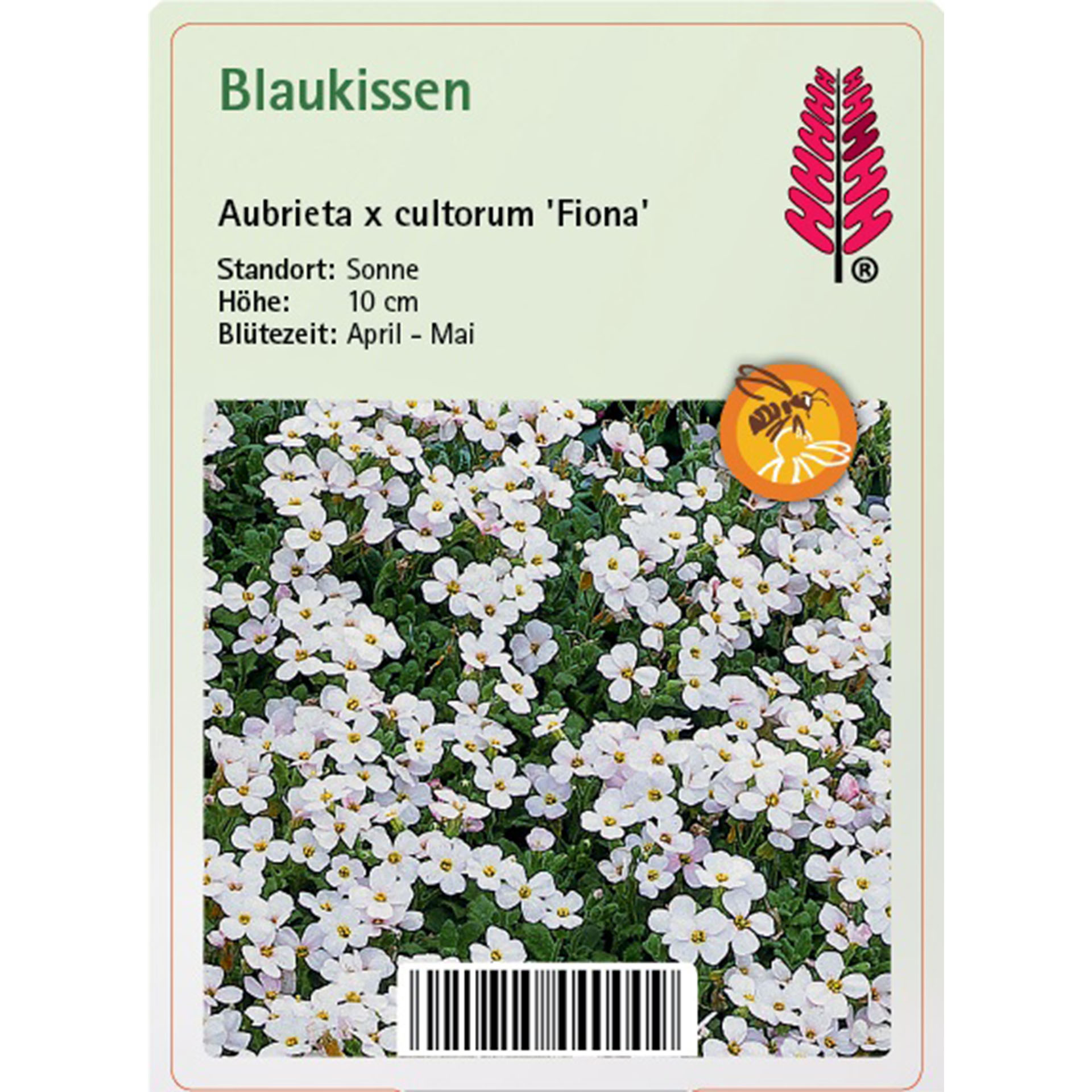 Blume, Pflanze, Blütenblatt