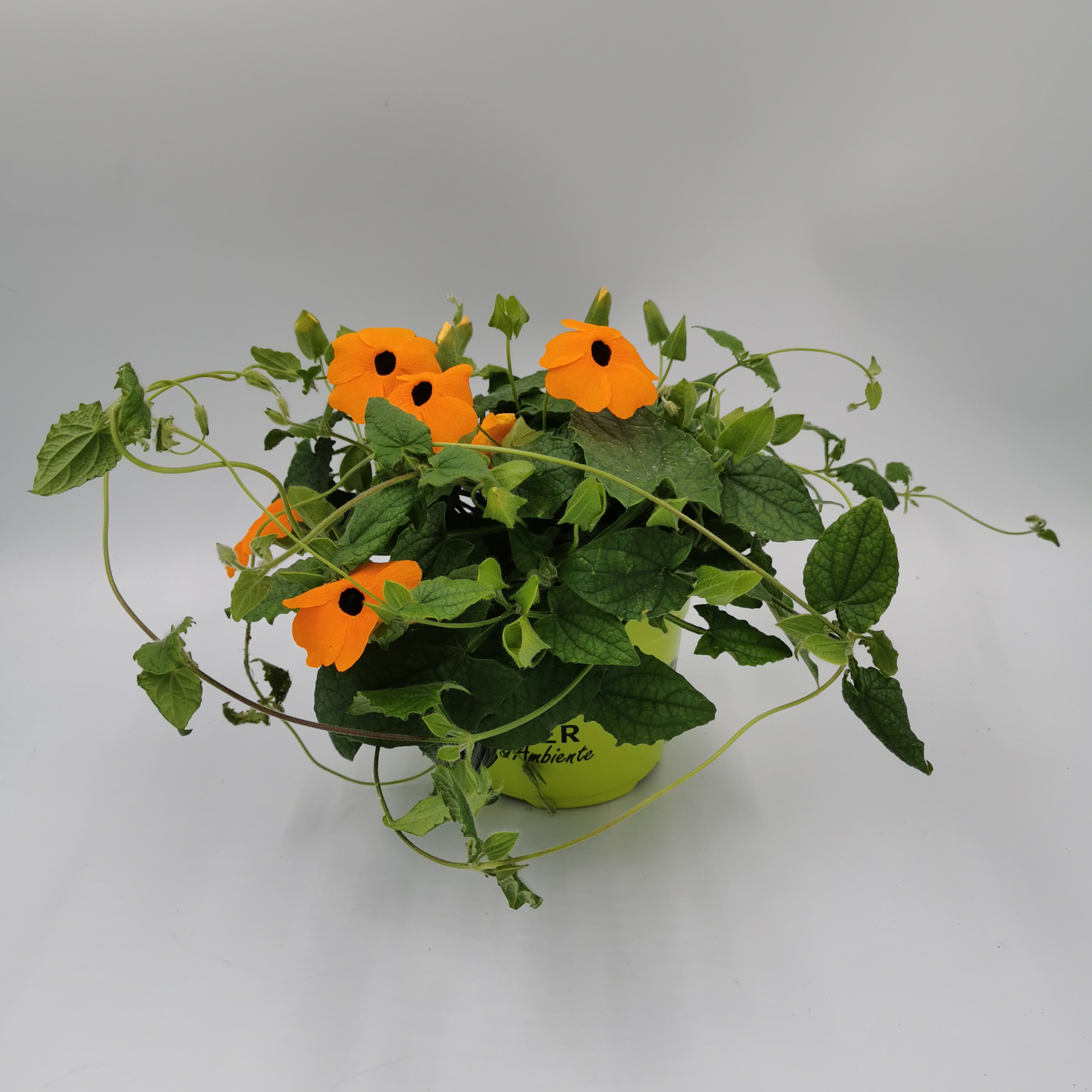 Schwarzäugige Susanne