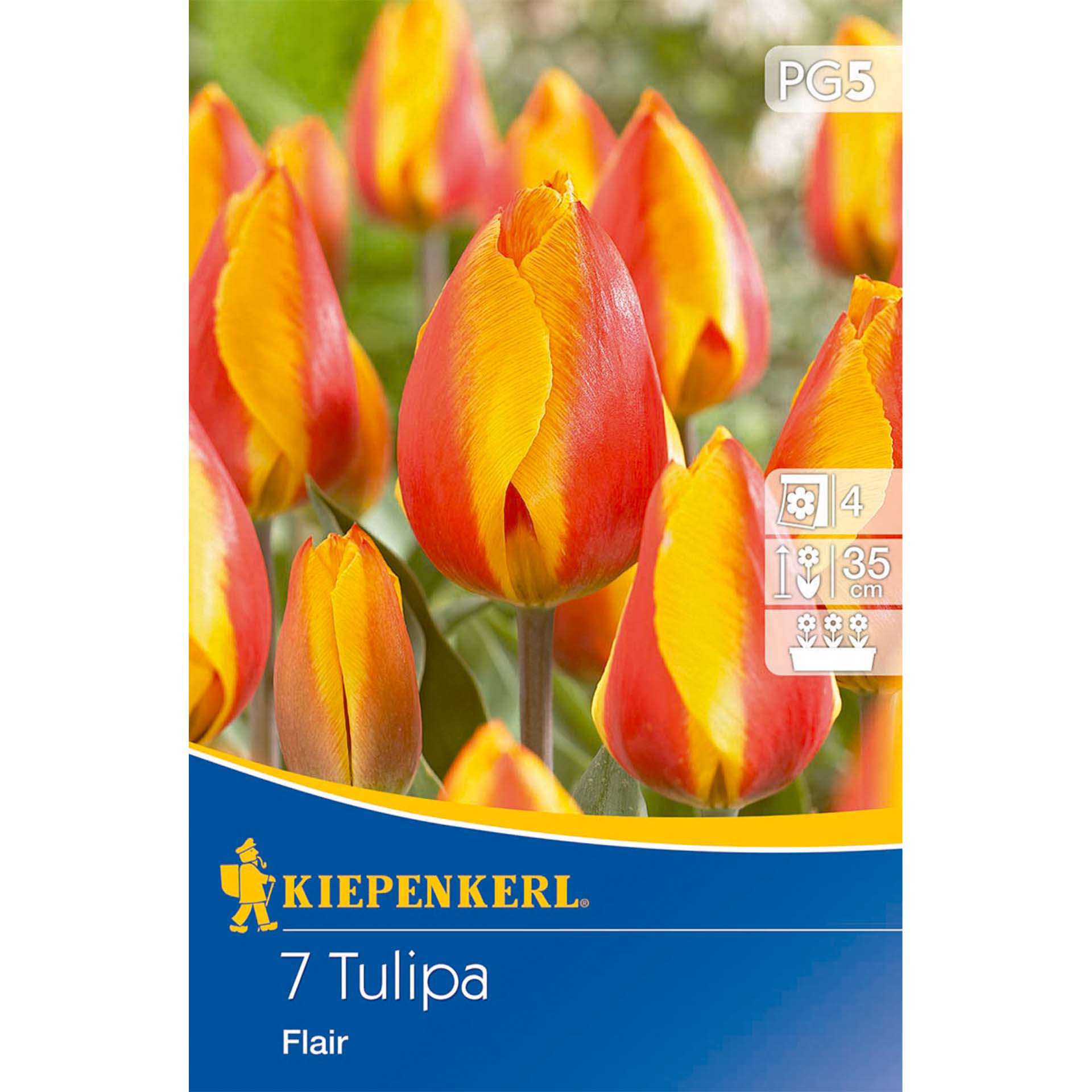 Blume, Pflanze, Blütenblatt, Tulpe