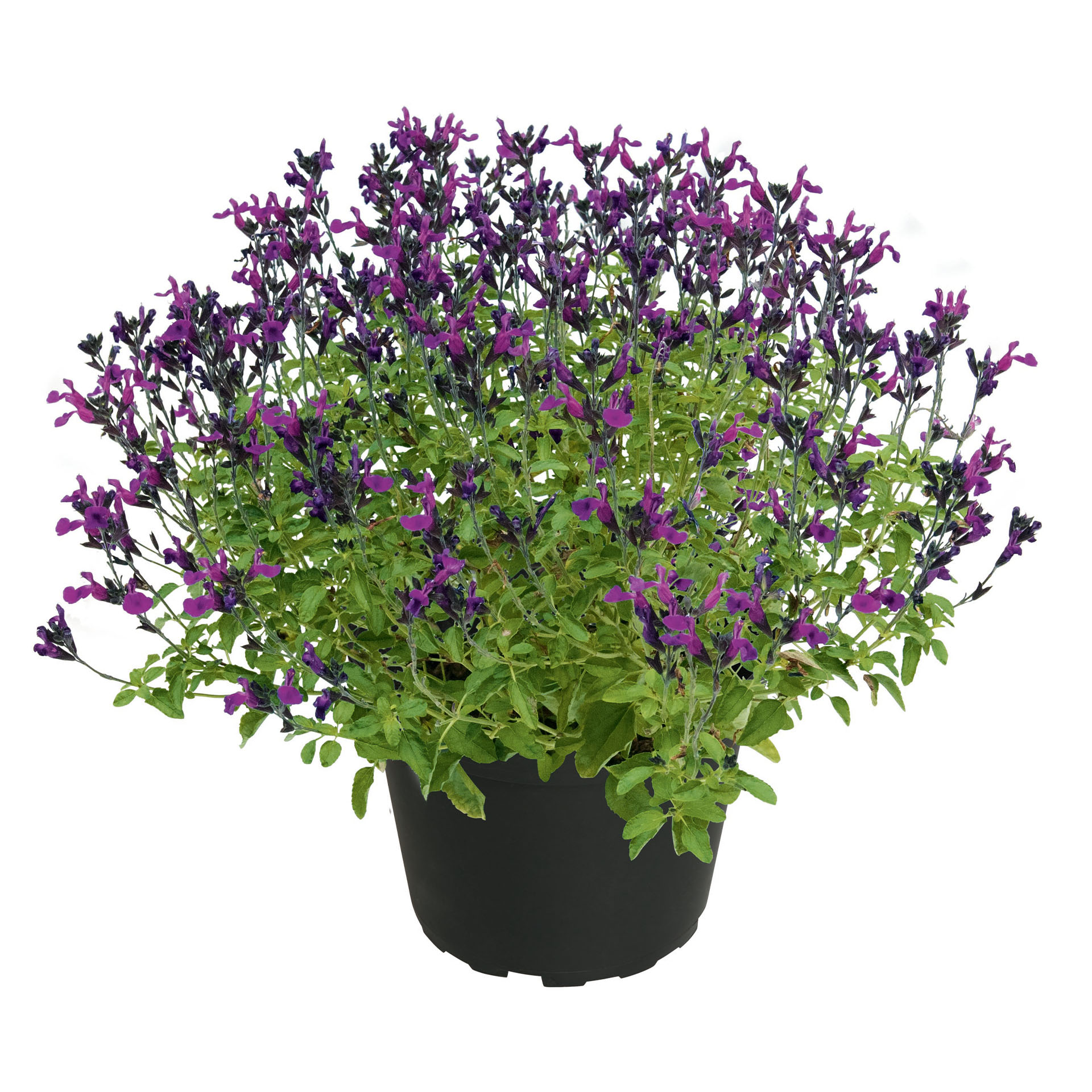 Salbei - Salvia VISIONAL Purple, 13cm Topf
