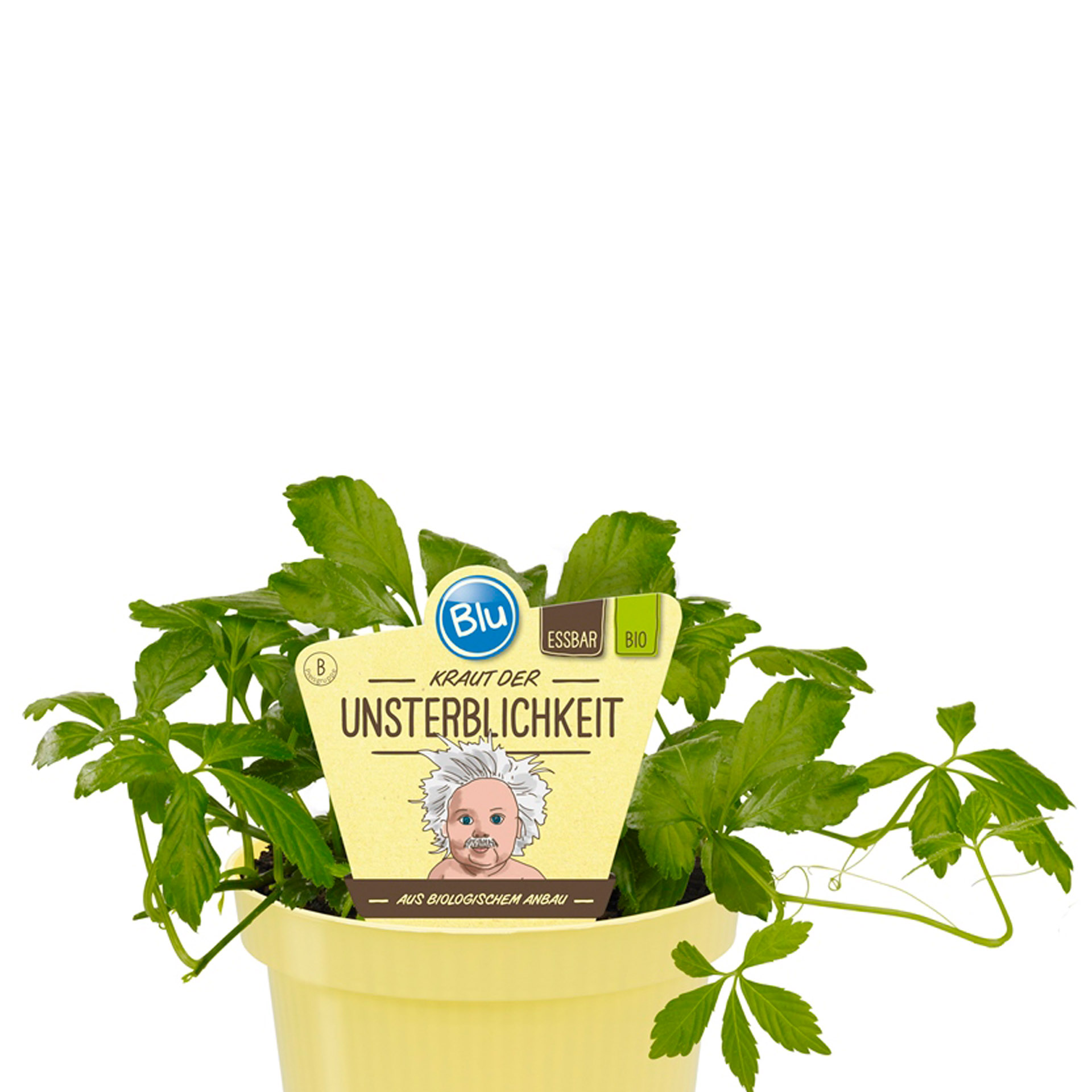 BIO Kraut der Unsterblichkeit - Gynostemma pentaphyllum, 12cm Topf